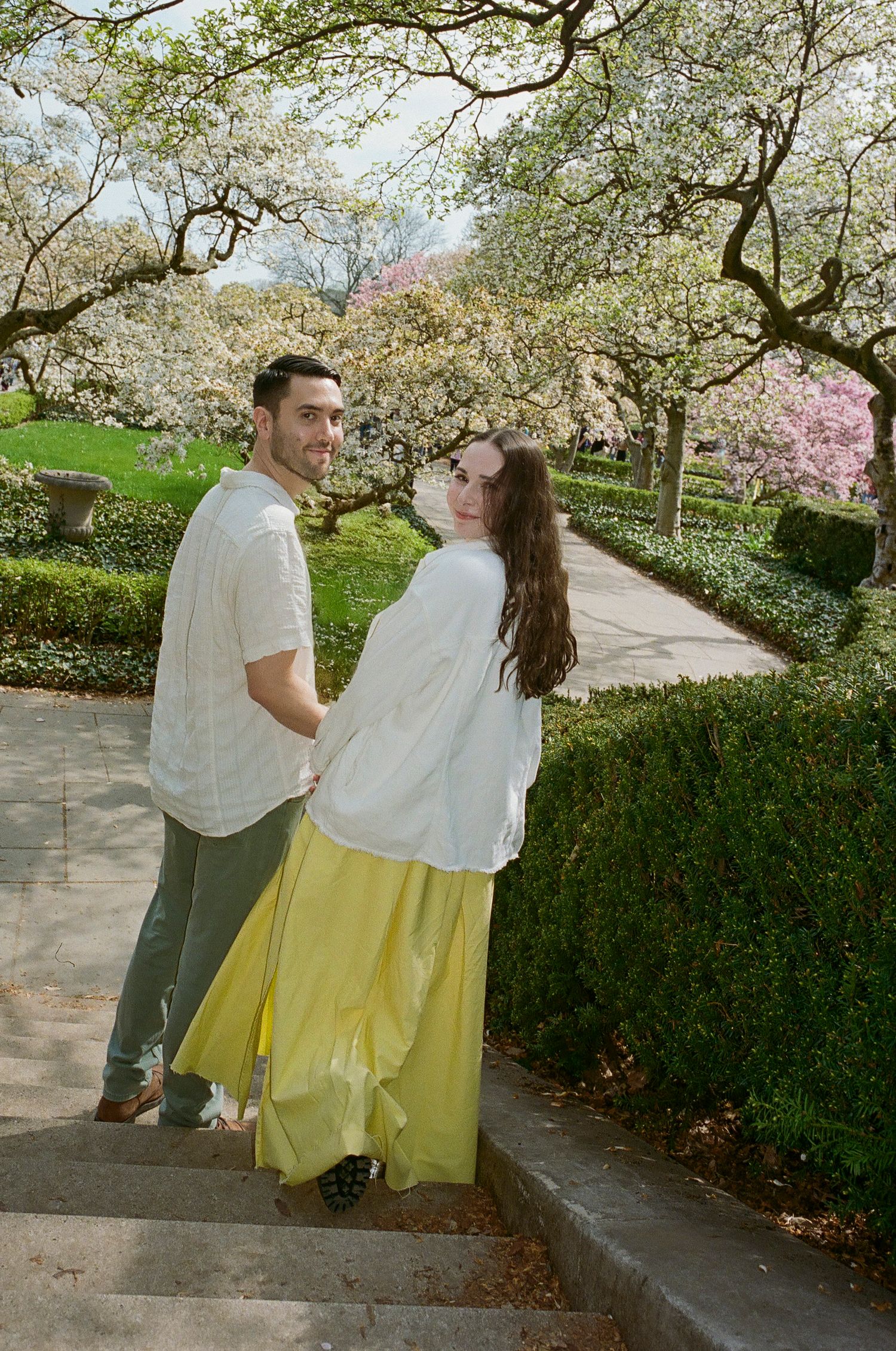 A romantic spring scene under blooming cherry blossom trees in a garden pathway.
