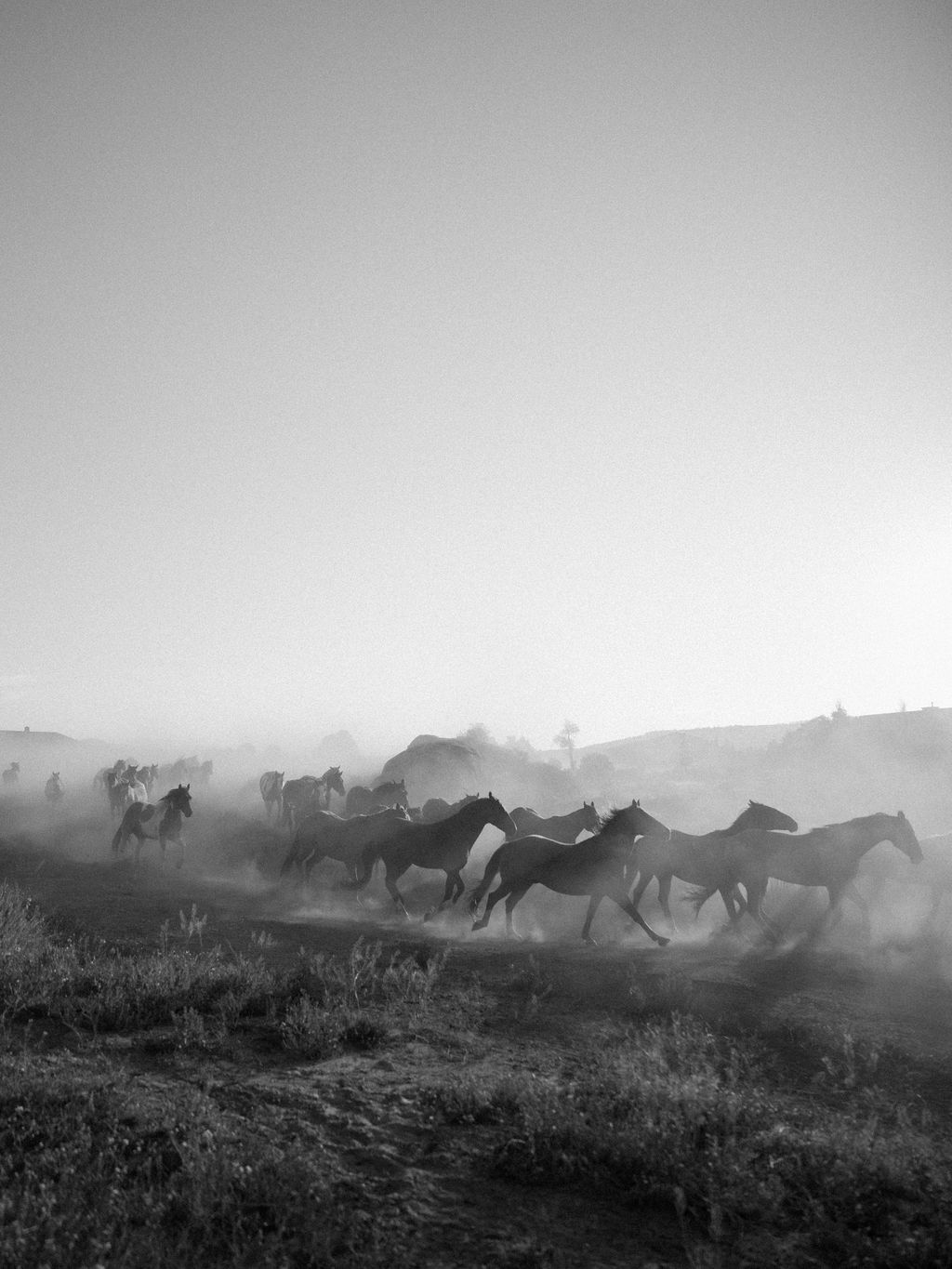 Herd of horses running through dusty terrain in dramatic black and white photography.