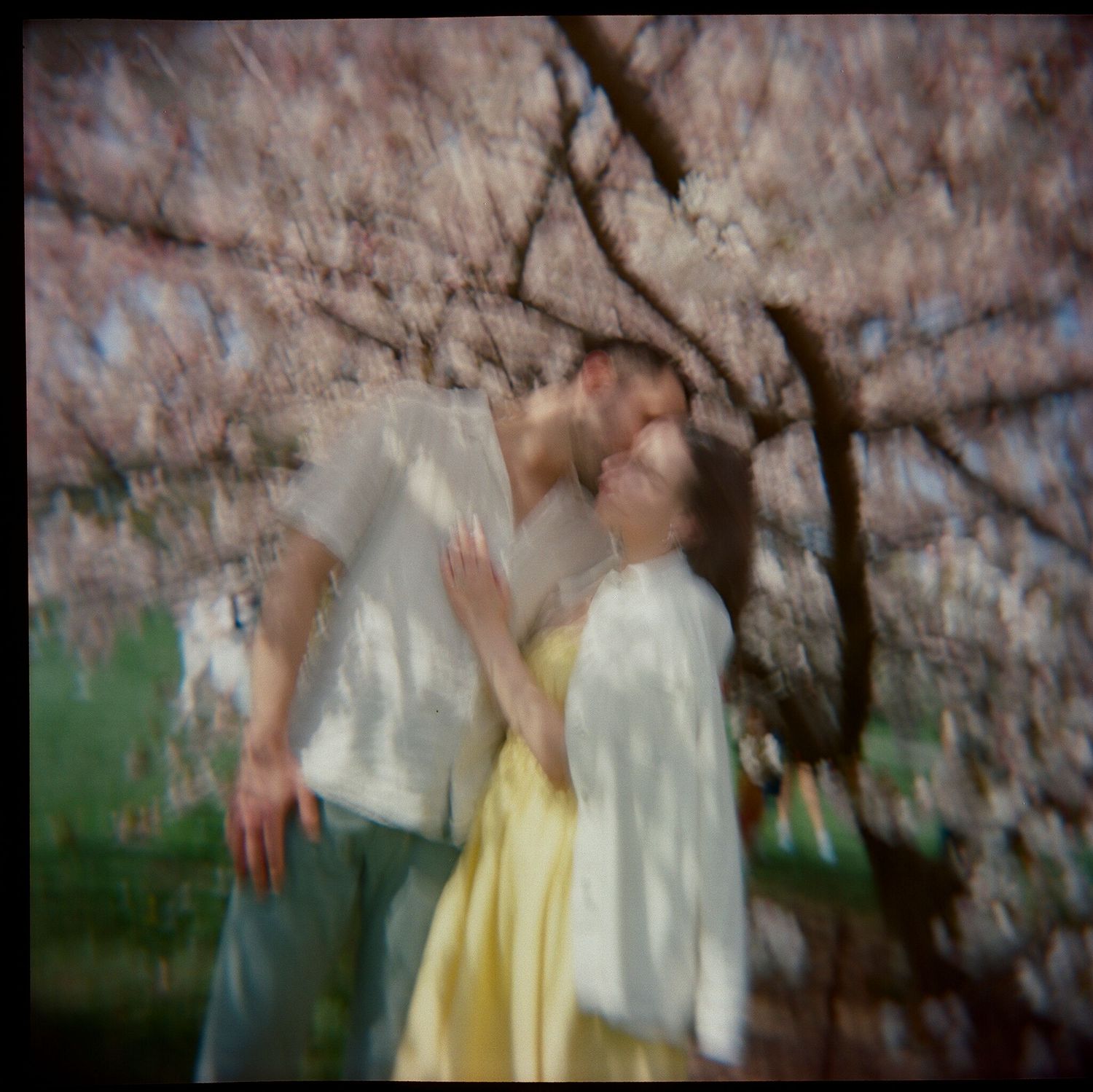 A dreamy scene under cherry blossom trees with soft focus and romantic lighting.