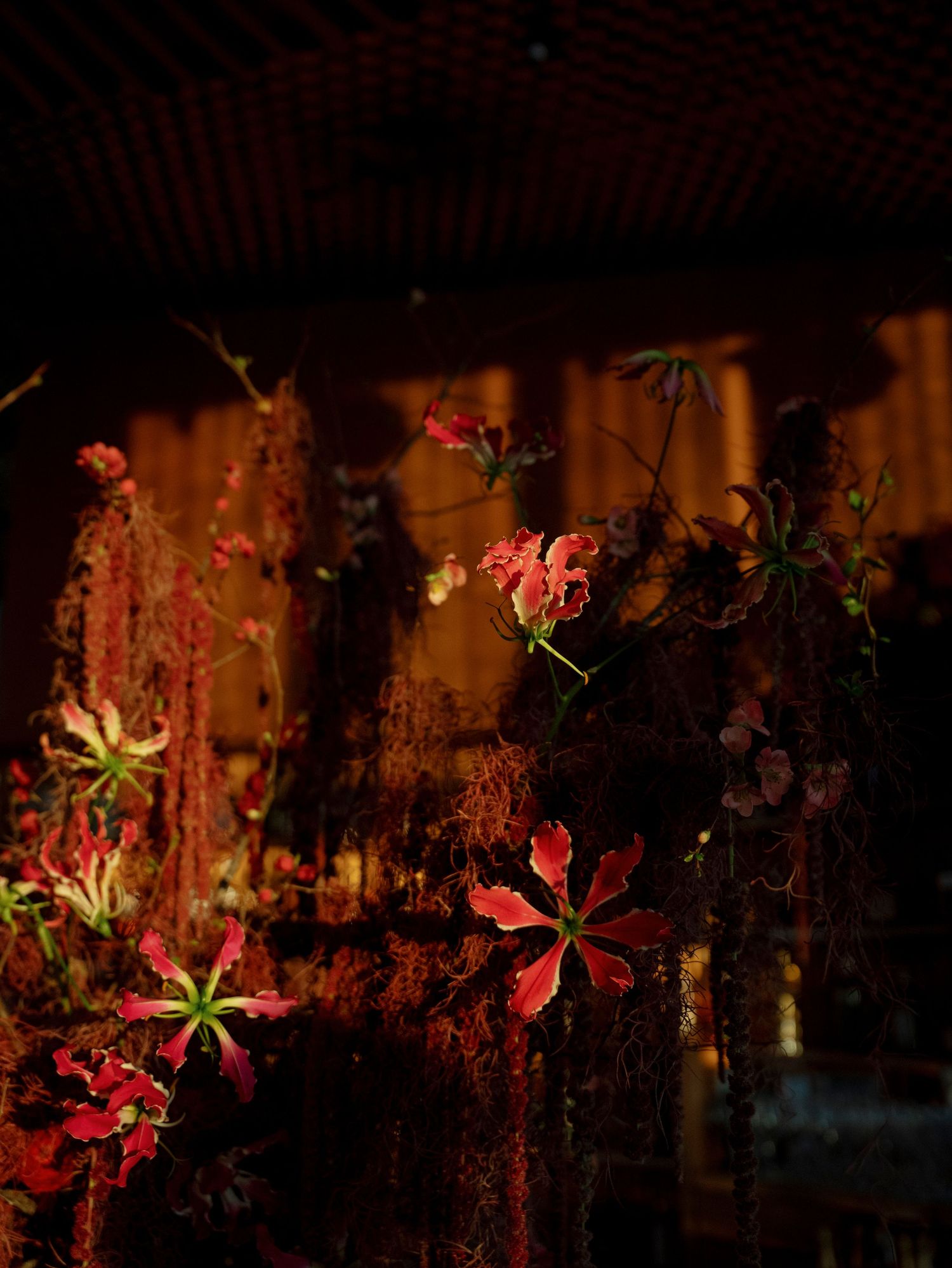 Red flowers and foliage illuminated in dramatic lighting against a dark background.