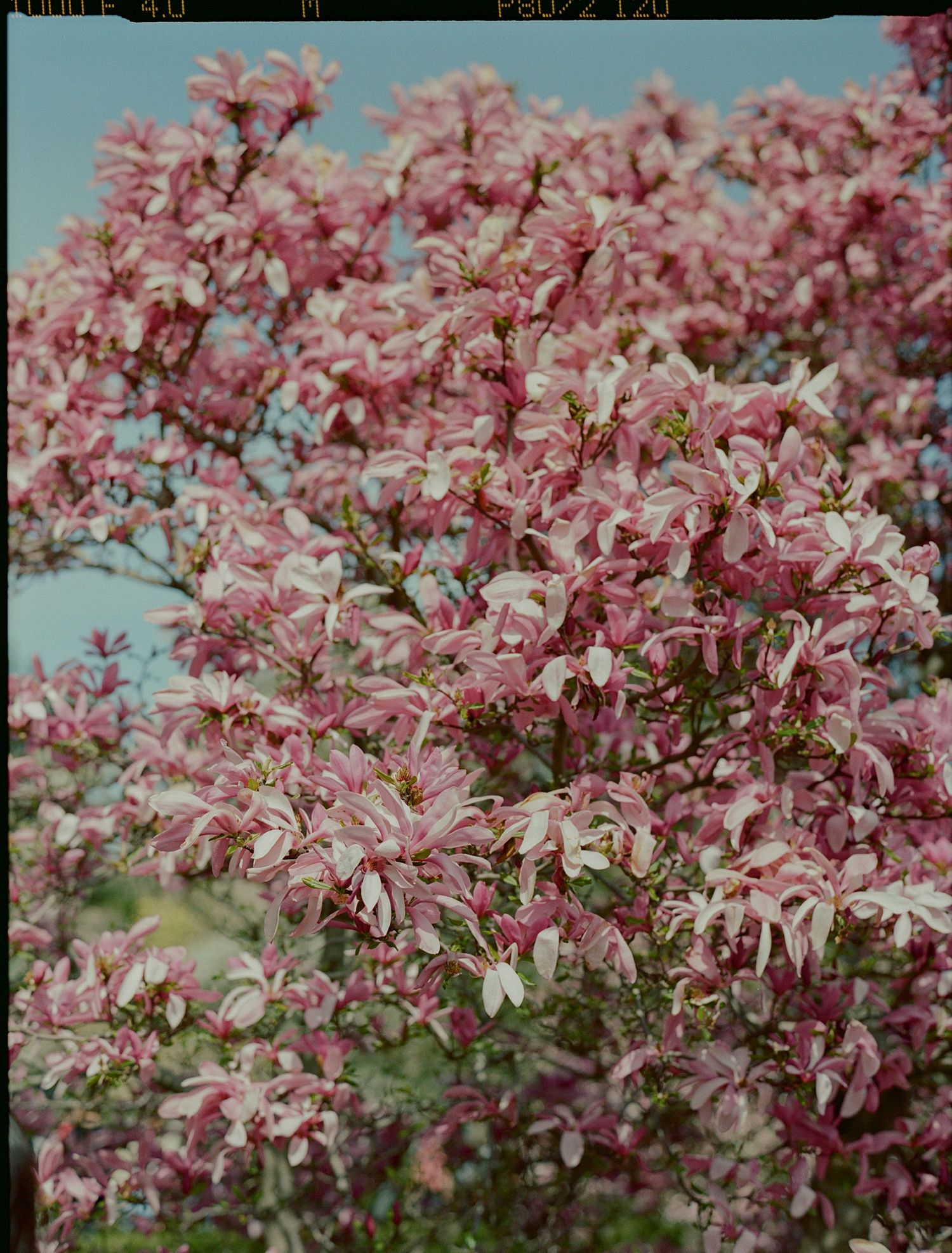 Pink magnolia blossoms in full bloom against a bright sky.