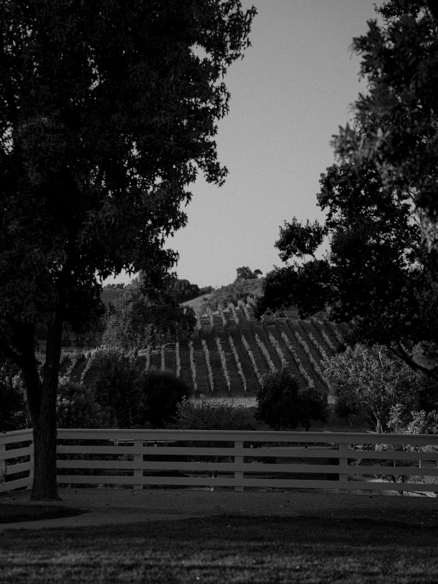 Black and white landscape of a vineyard with rolling hills and wooden fencing in the foreground.