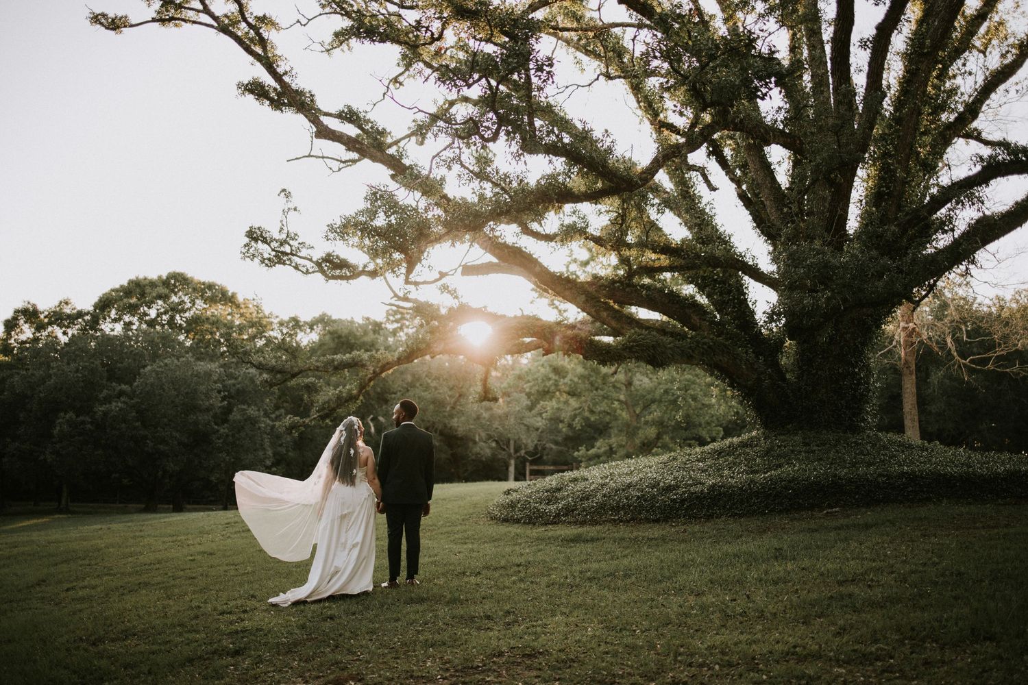 Bride and groom walk hand-in-hand toward a majestic oak tree at golden hour during an outdoor wedding.