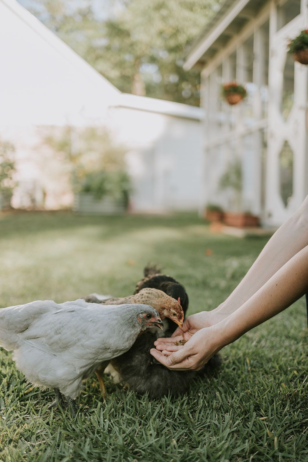 A hand feeds chickens on a grassy lawn outside a white house.