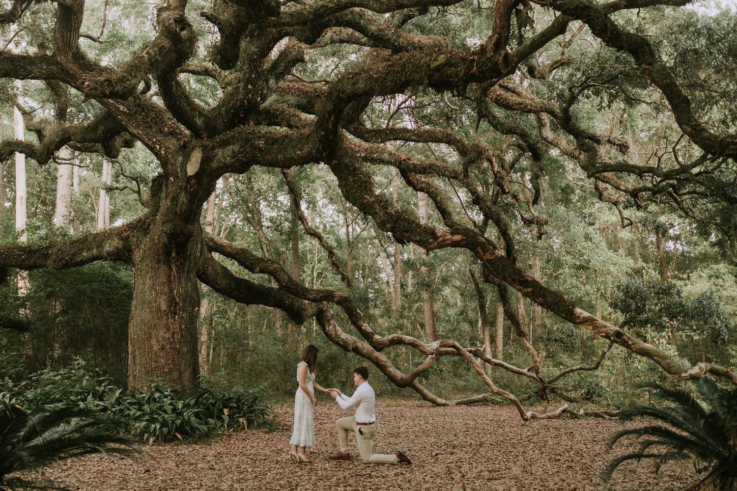 Couple sharing a romantic proposal moment under a massive ancient oak tree with sprawling branches in a lush green forest.