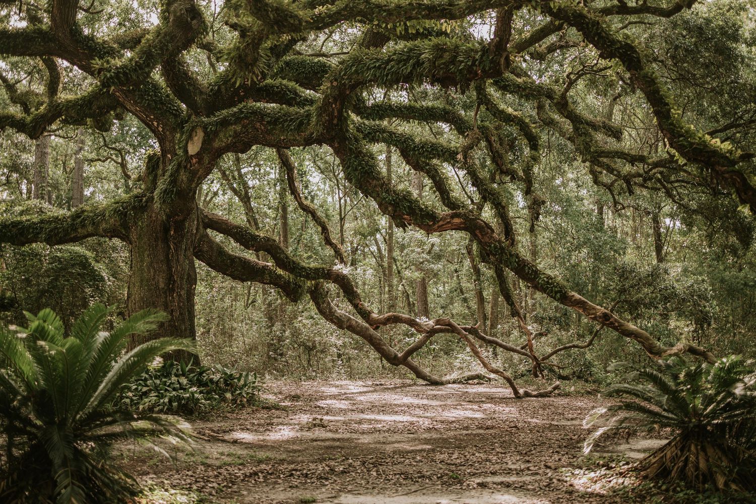 Moss-covered live oak trees with sprawling branches arch over a serene forest path in a lush, green woodland.