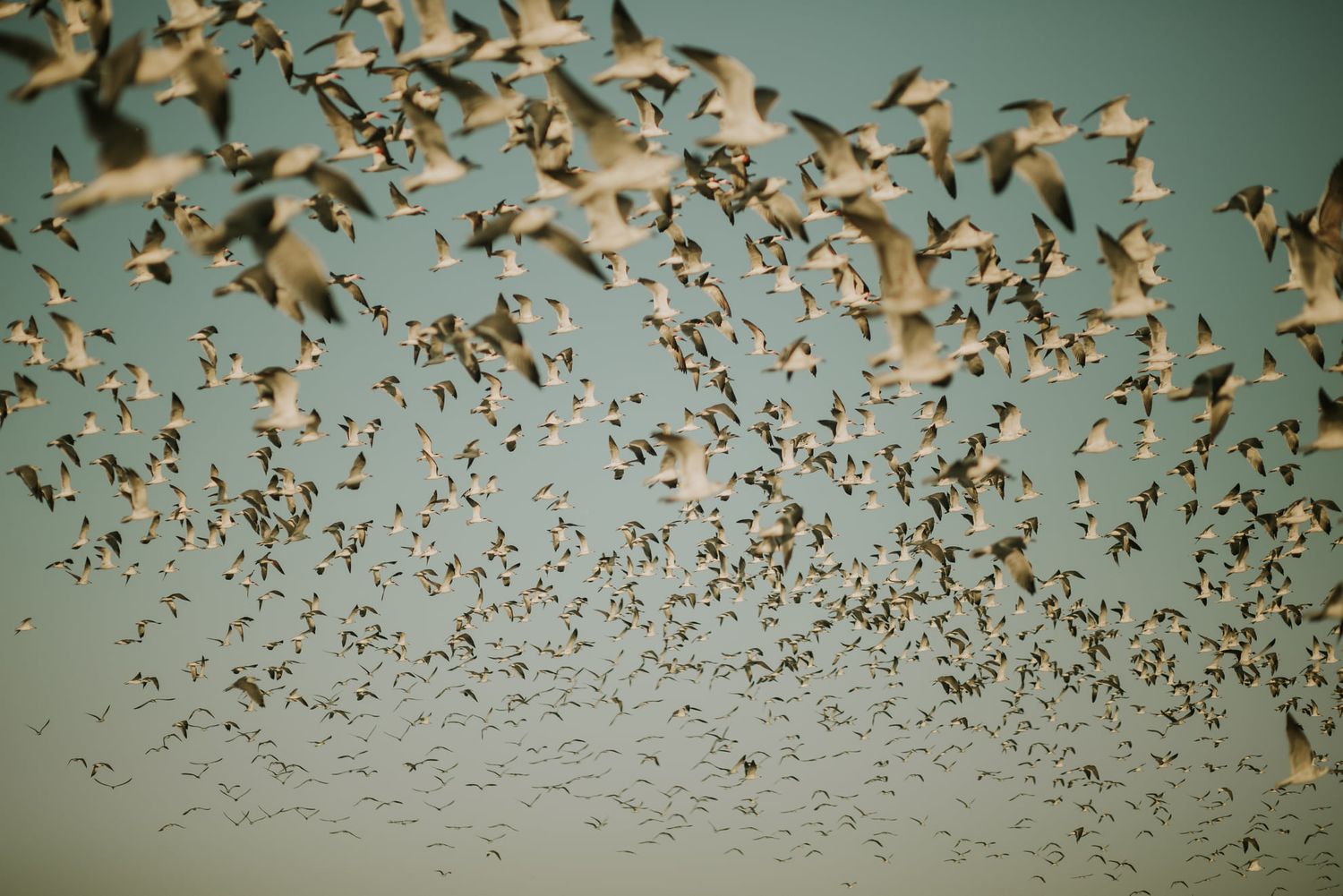 A massive flock of birds in flight against a pale blue sky, creating a stunning murmuration pattern.