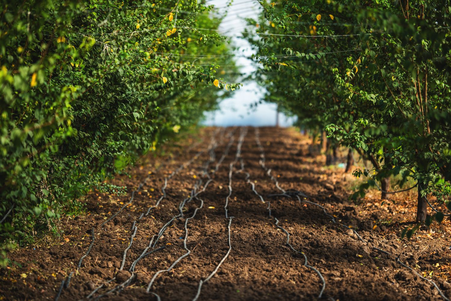 Symmetrical rows of trees in a cultivated orchard during sunny day.