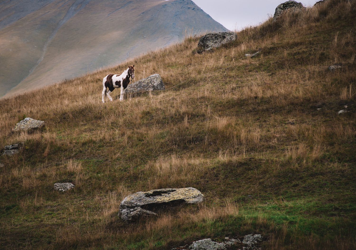 Single horse grazing on a hillside pasture — rural highland landscape at dusk.