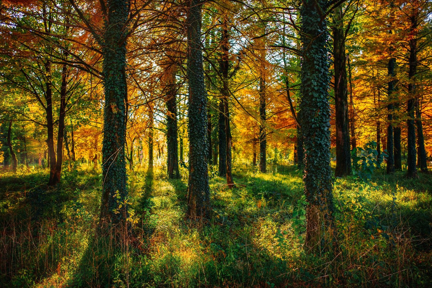 Sunlight beaming through an autumn forest, casting golden tones on tree trunks and leaves.