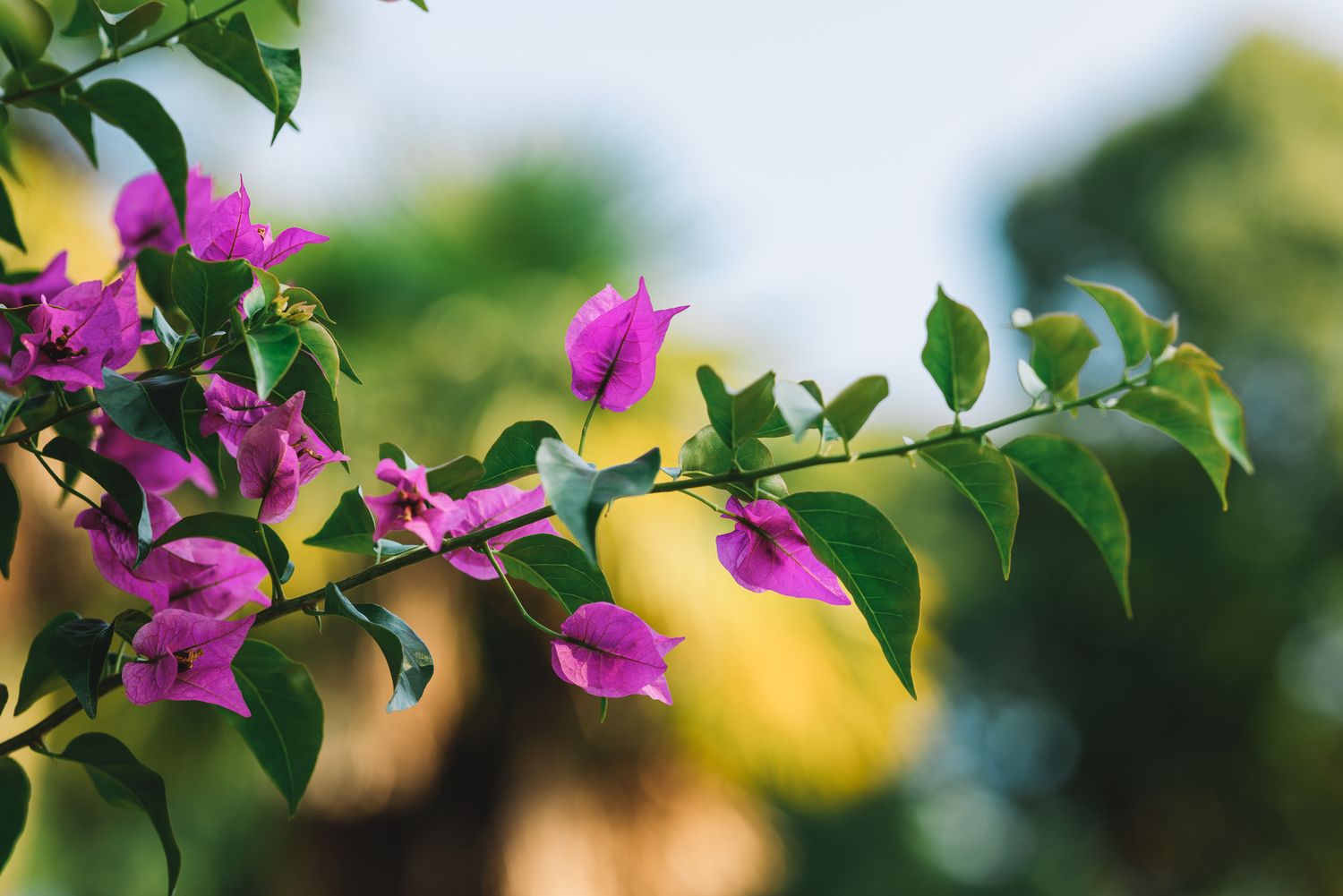Purple flowers in bloom with blurred background — soft-focus floral macro.
