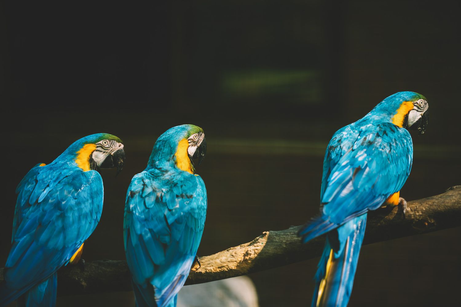 Three vibrant blue-and-yellow macaws perched side by side — tropical birds in harmony