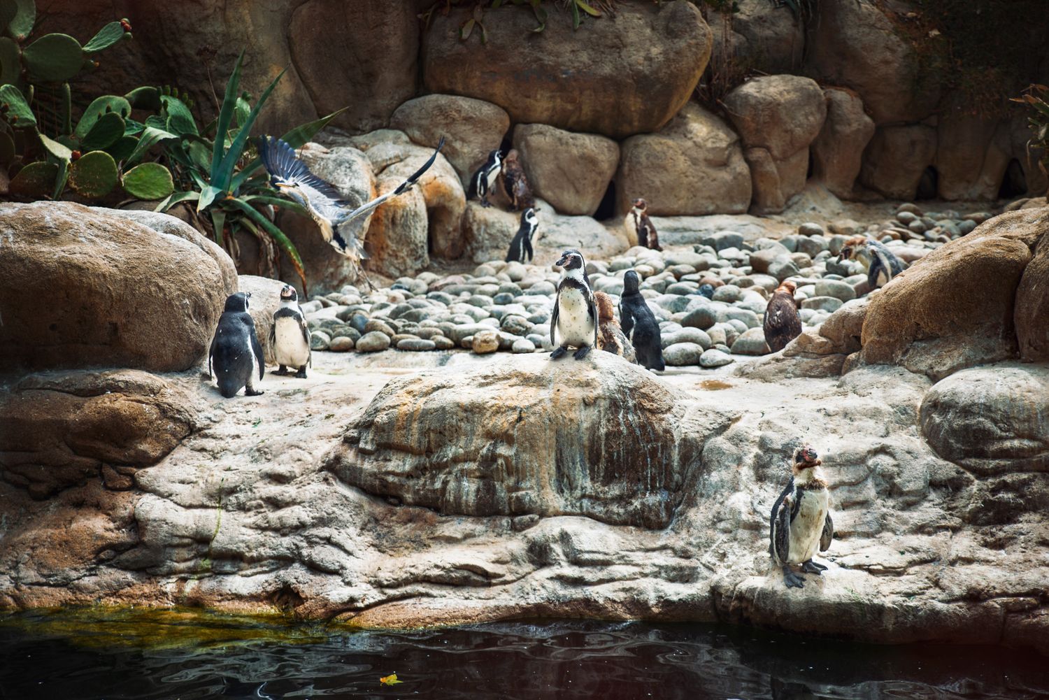 Family of penguins gathered on rocky terrain with small waterfalls — wildlife habitat view.