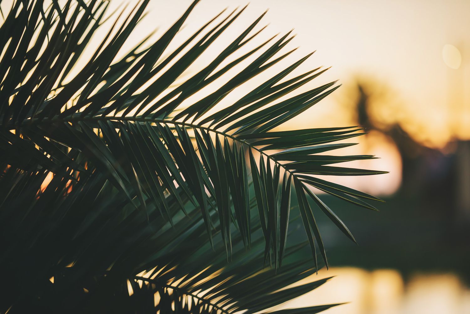 Palm fronds in golden-hour light — tropical leaf detail with warm tones.
