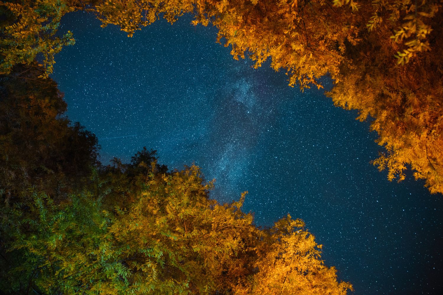 Starry night sky framed by autumn tree foliage — magical forest astrophotography.