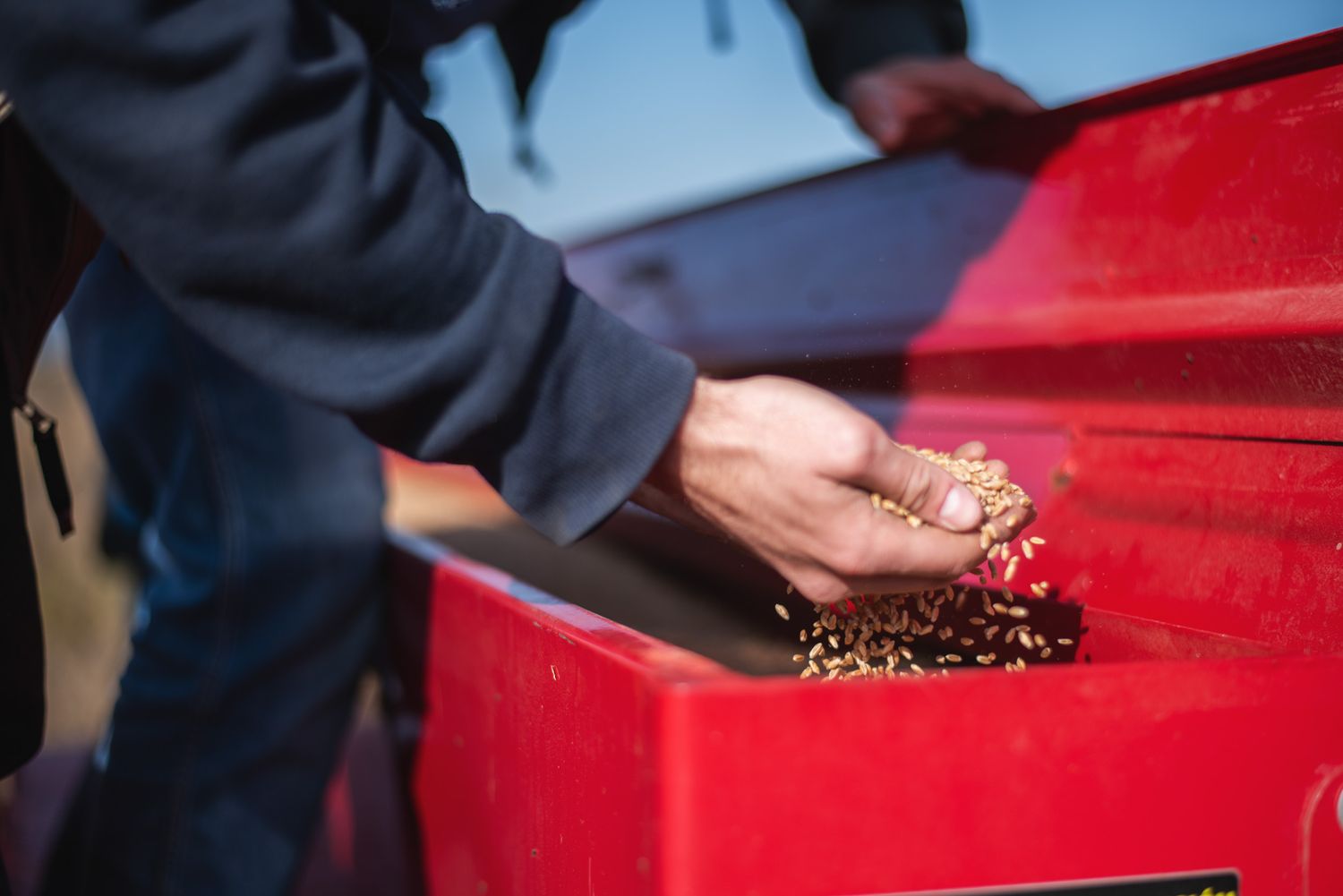 Farmer pouring freshly harvested red grapes into a container.