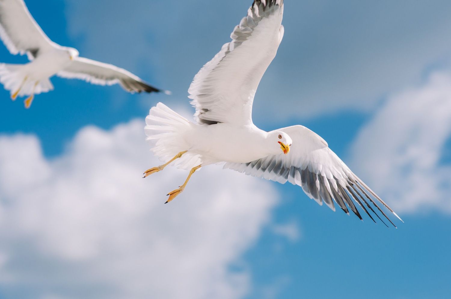 Seagull soaring midair with wings fully extended — bright daylight against a clear blue sky.