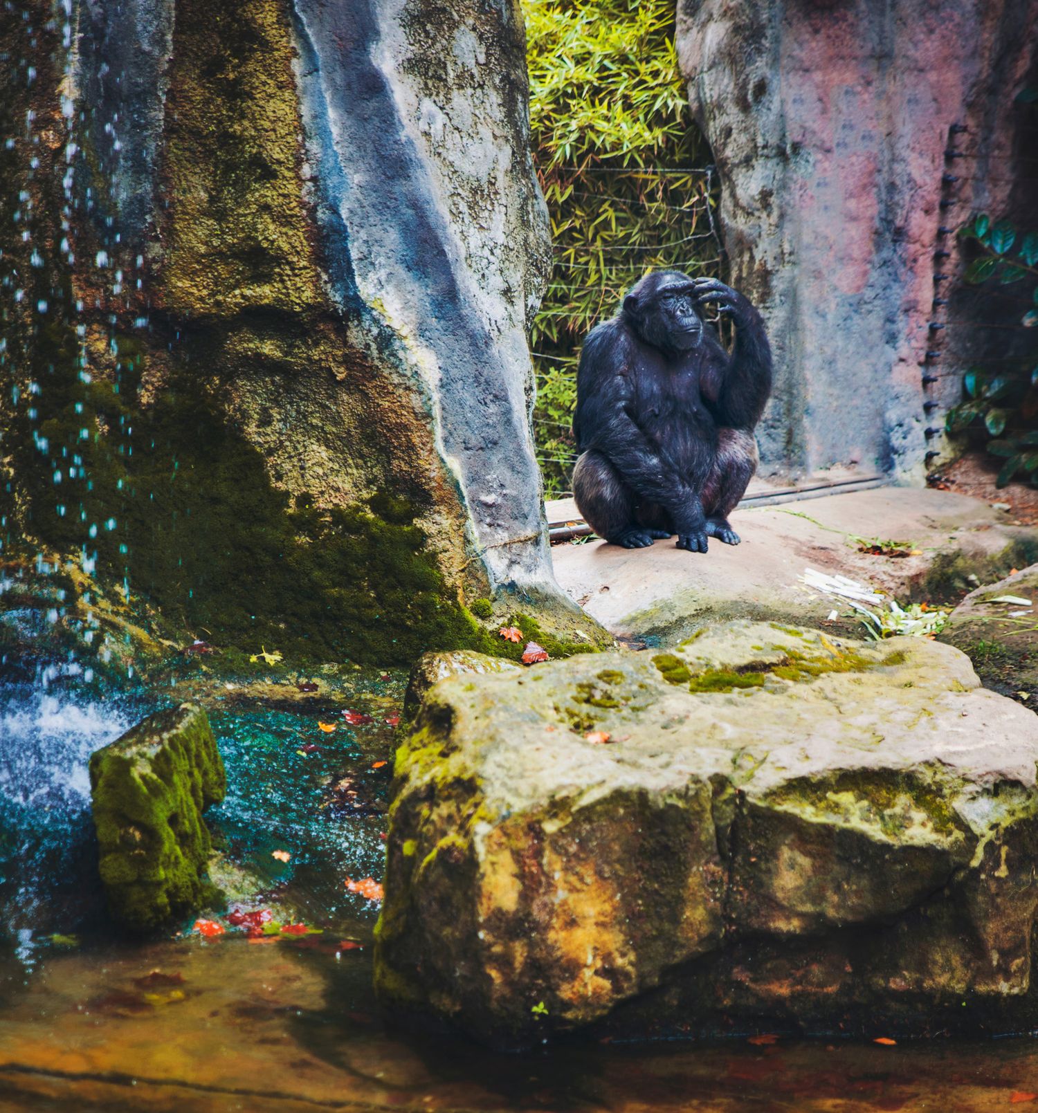 A gorilla sitting on moss-covered rocks beside a colorful waterfall — a vibrant nature moment.