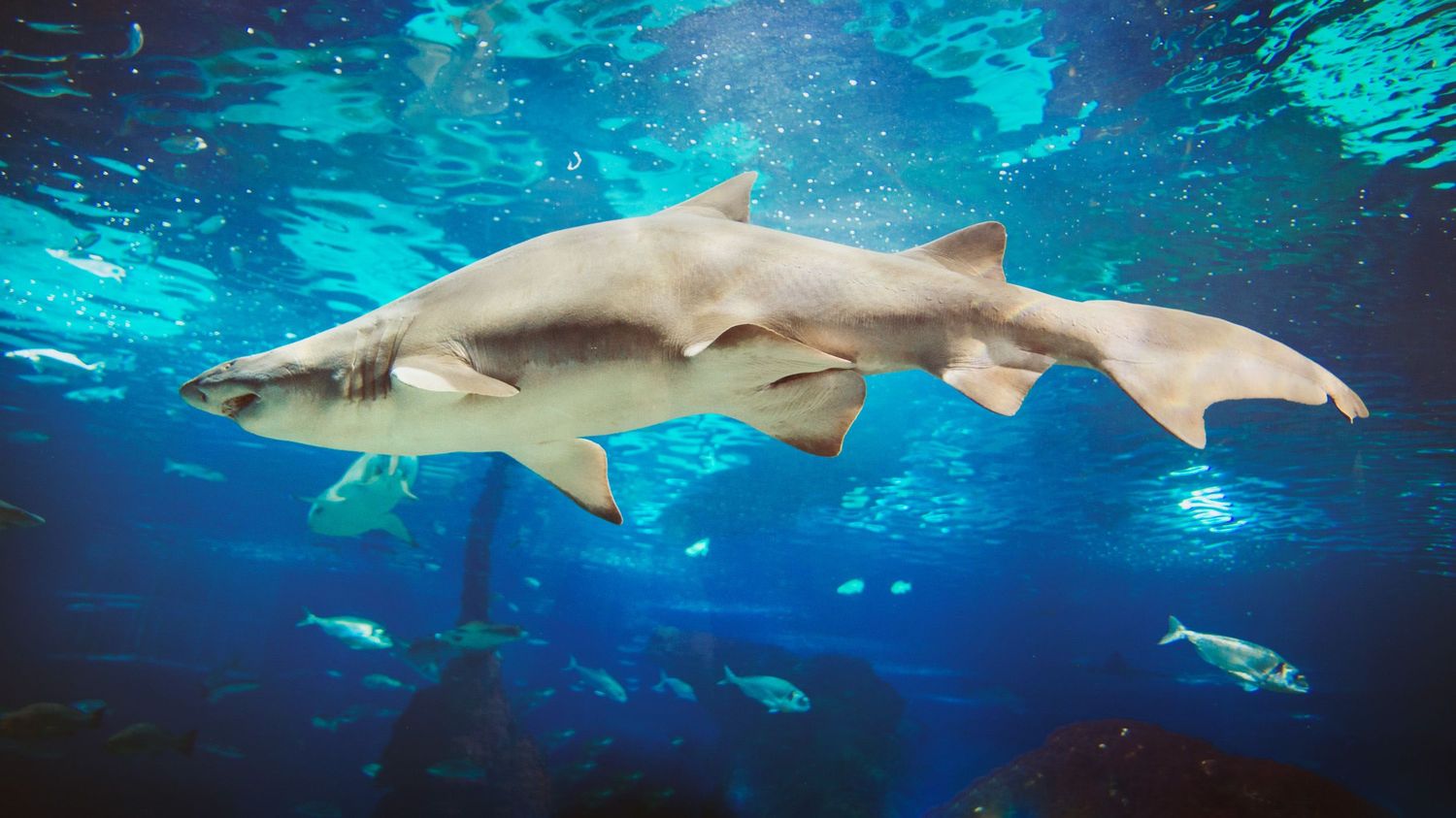 Shark swimming in an aquarium tank with coral and fish in the background — oceanic predator in motion.