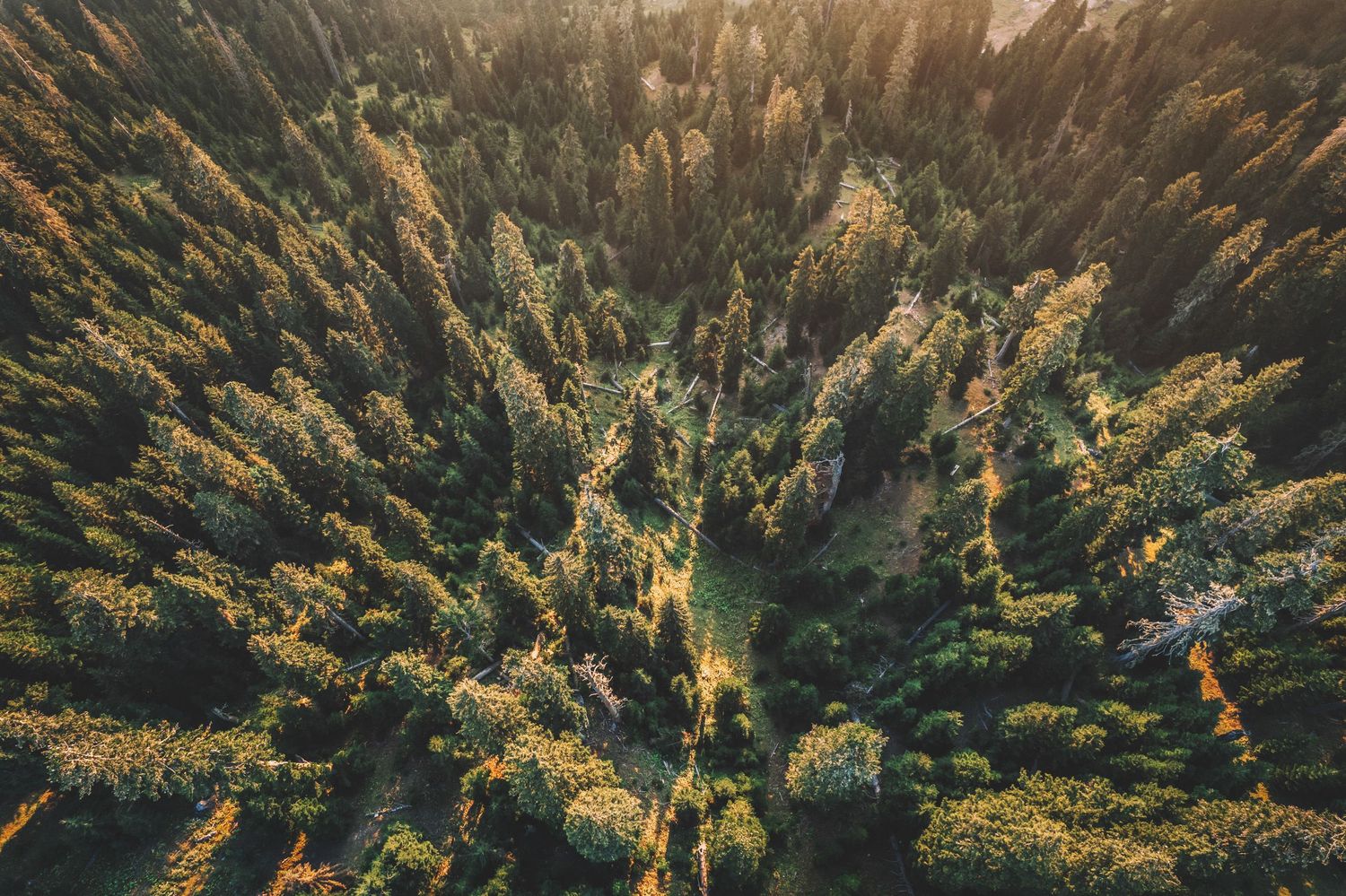 Top-down view of a dense pine forest creating a textured natural pattern.