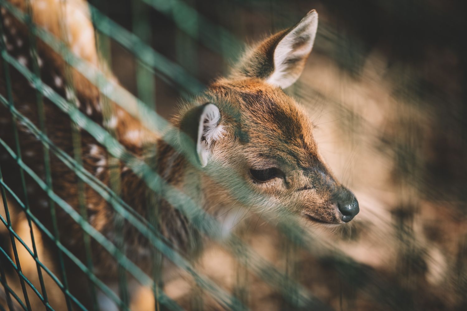 Close-up of a deer behind a fence — gentle wildlife portrait in captivity