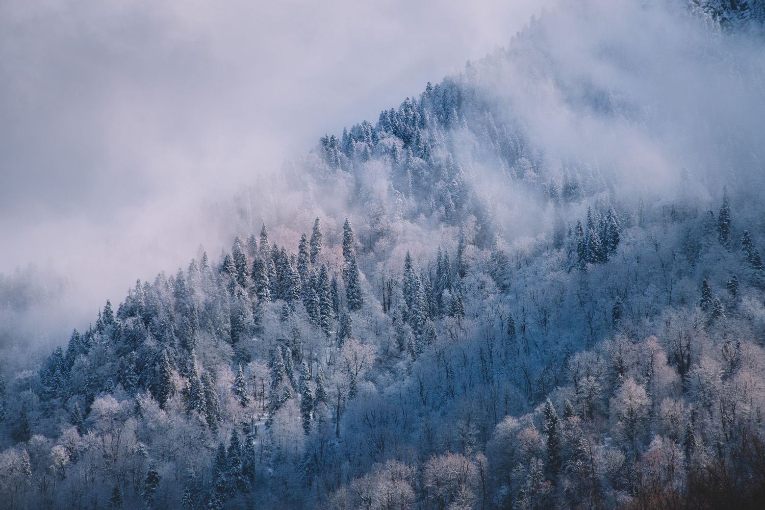 Snow-covered pine trees on a mountain slope — a misty winter landscape in Georgia.