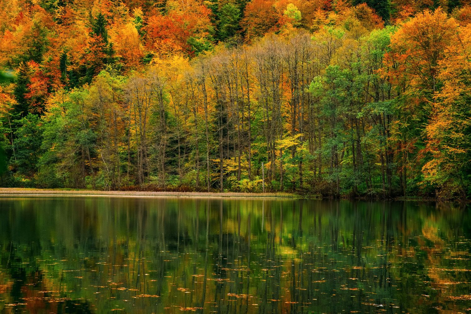 Vibrant autumn forest reflected on a calm lake surface — rich seasonal colors in nature.