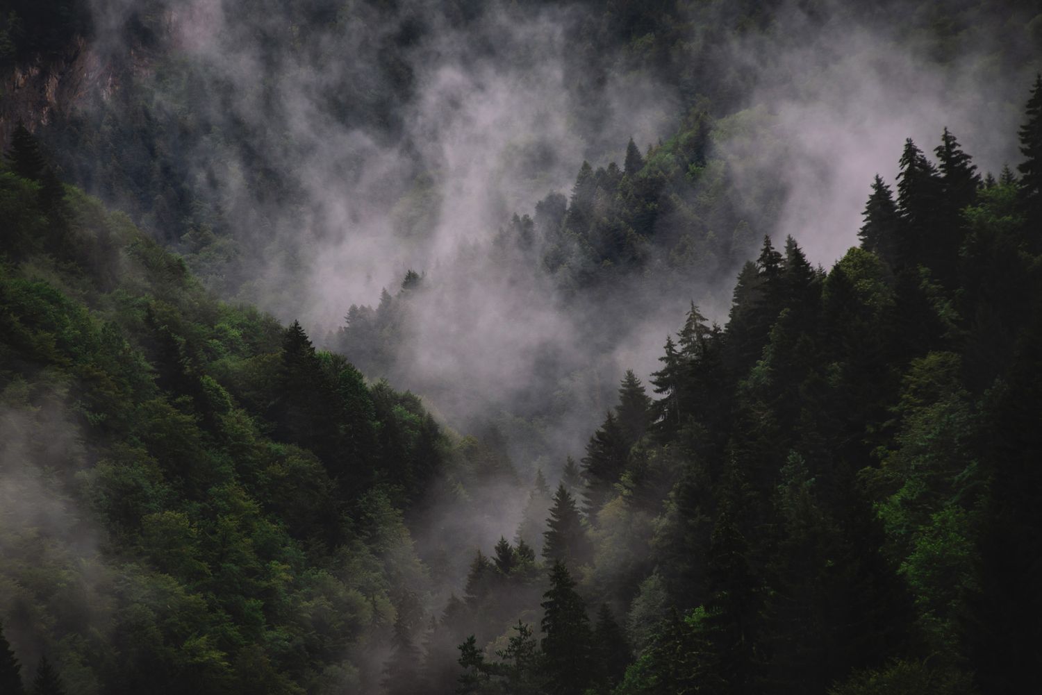 Fog drifting through a pine-covered mountain gorge — moody highland morning scene.