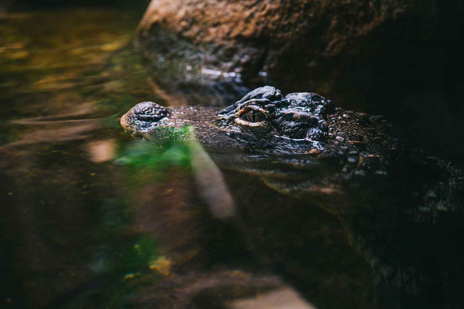 Crocodile swimming in shallow, clear water near rocks — tranquil wildlife moment.