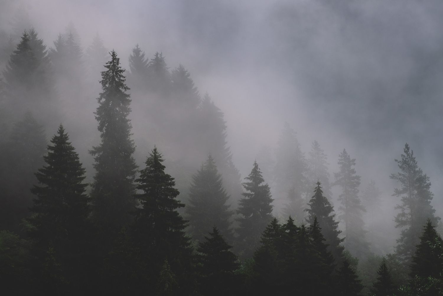 Dense pine forest covered in thick fog — mysterious and moody woodland atmosphere.