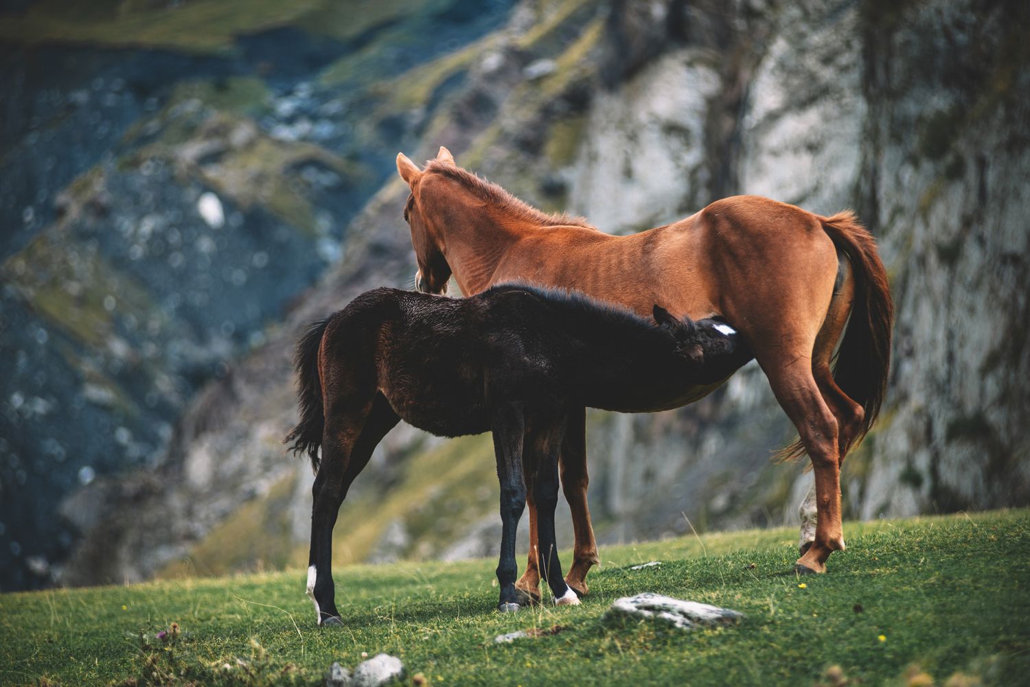 Two horses stand on green grass near rocky mountains — a peaceful rural scene.