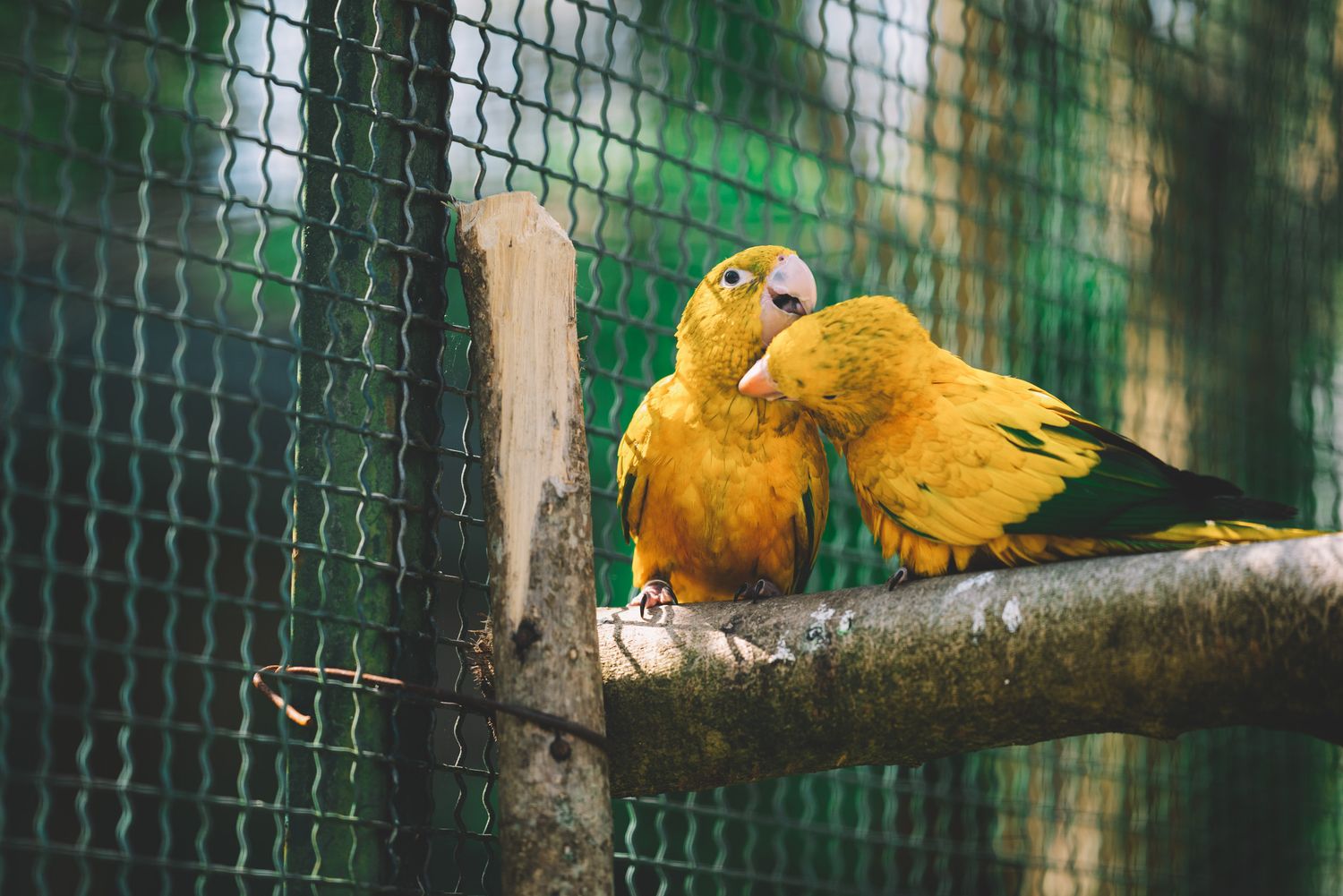 A pair of yellow parrots resting on a branch inside a zoo enclosure — affectionate exotic birds.