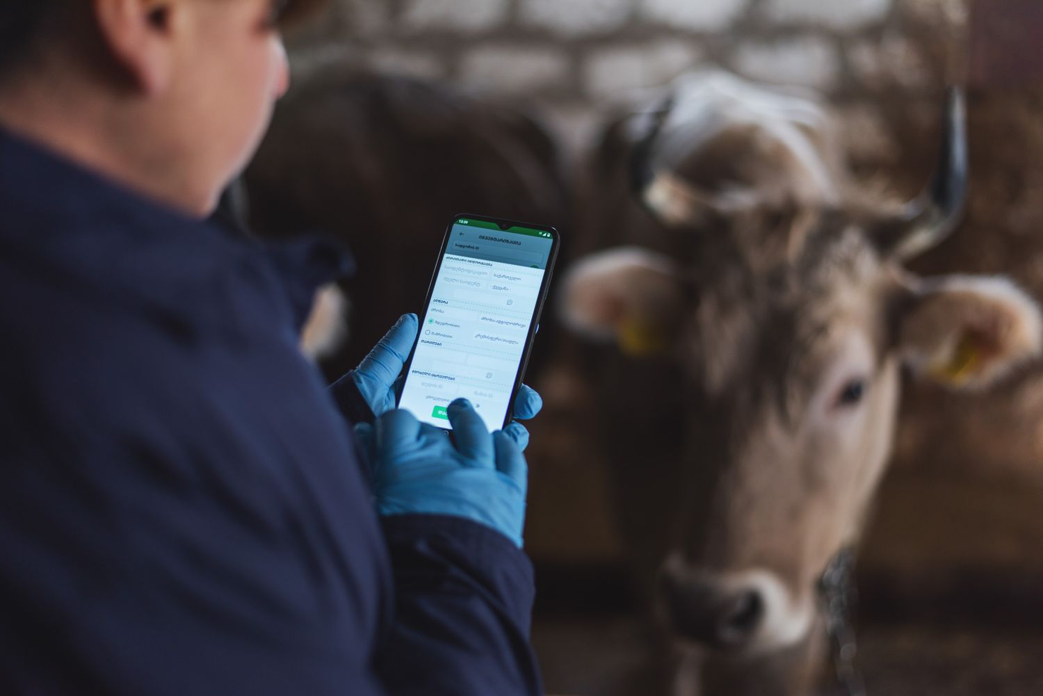 Man using mobile app to scan livestock data during a veterinary visit.
