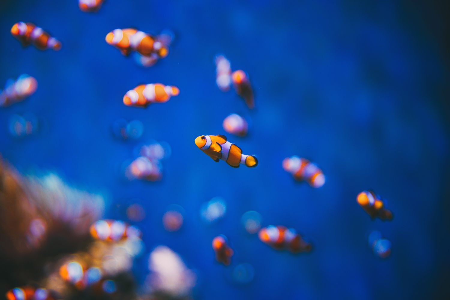 Group of clownfish swimming in bright blue aquarium water — vibrant underwater life.