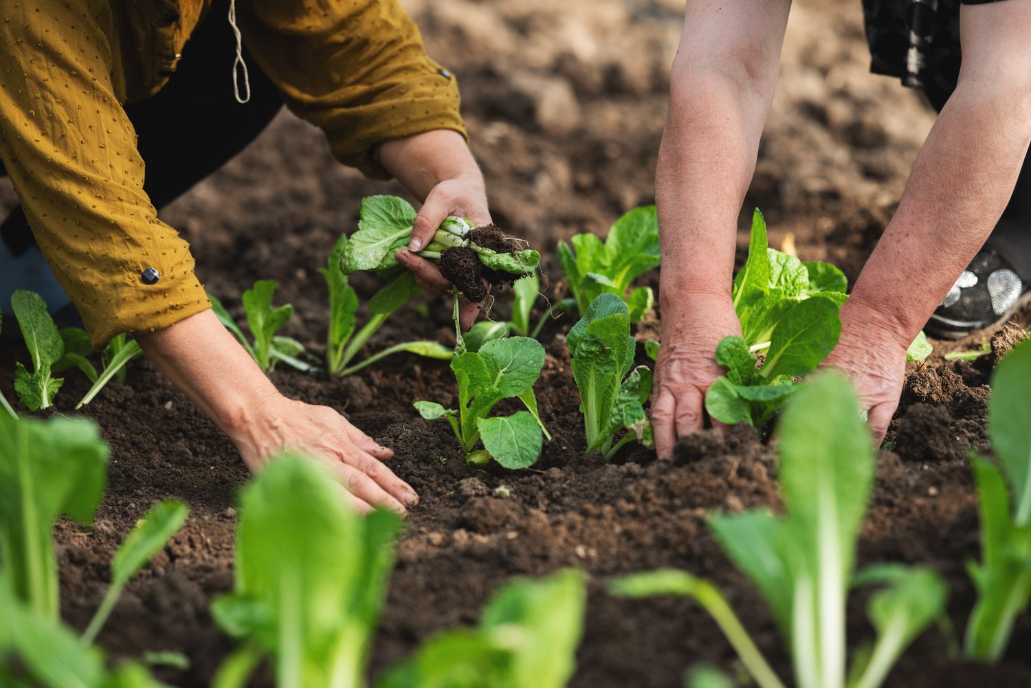 Close-up of hands planting young lettuce seedlings into fresh soil.