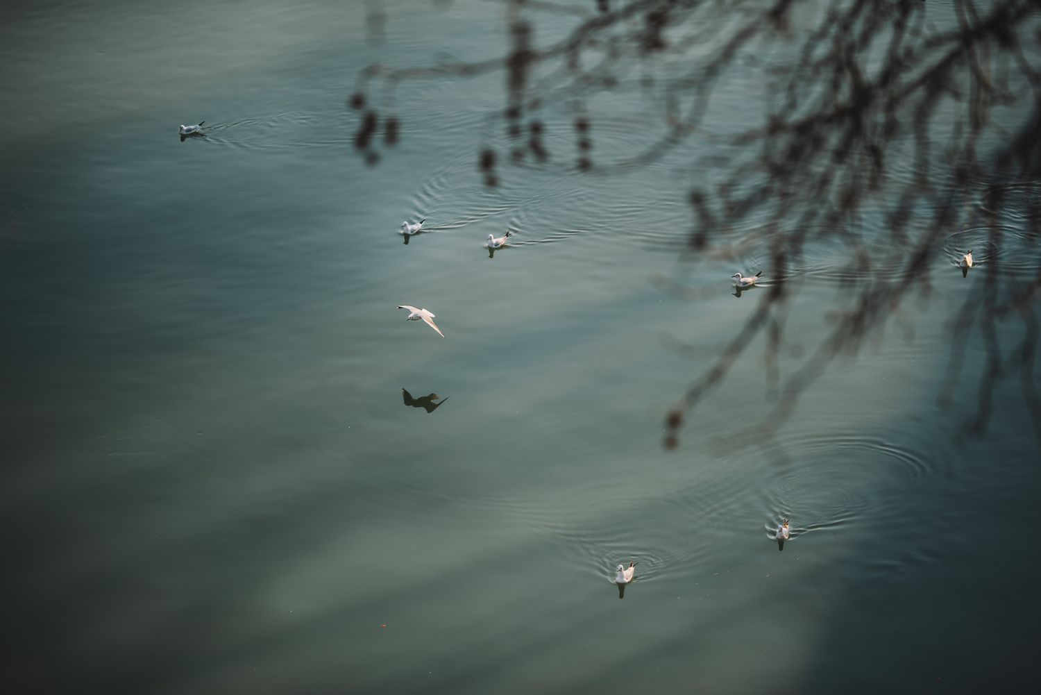 Still water surface with flying seagulls and overhanging tree branches — tranquil natural detail.