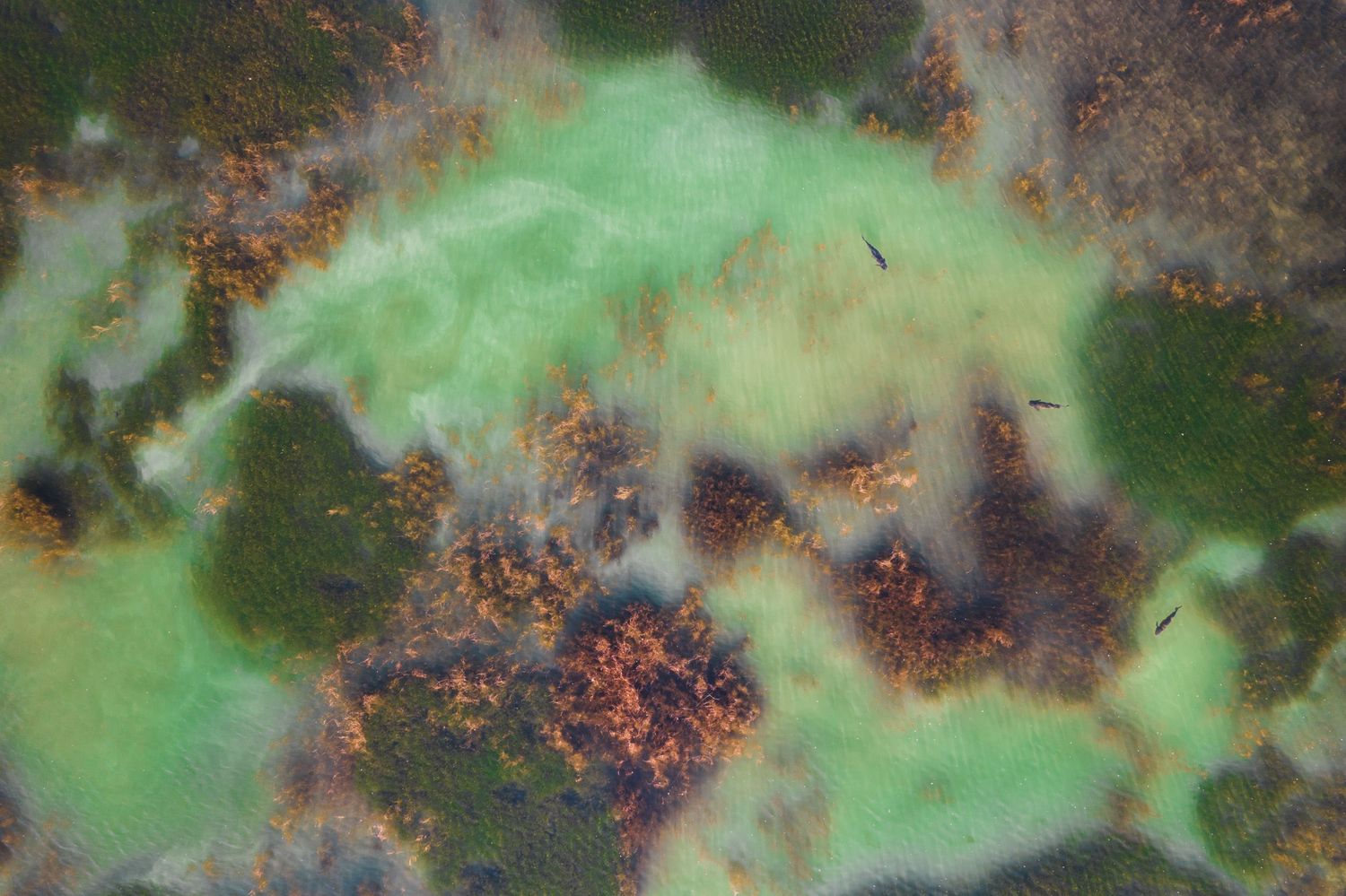 Aerial view of a vivid geothermal landscape with colorful mineral pools and green vegetation.