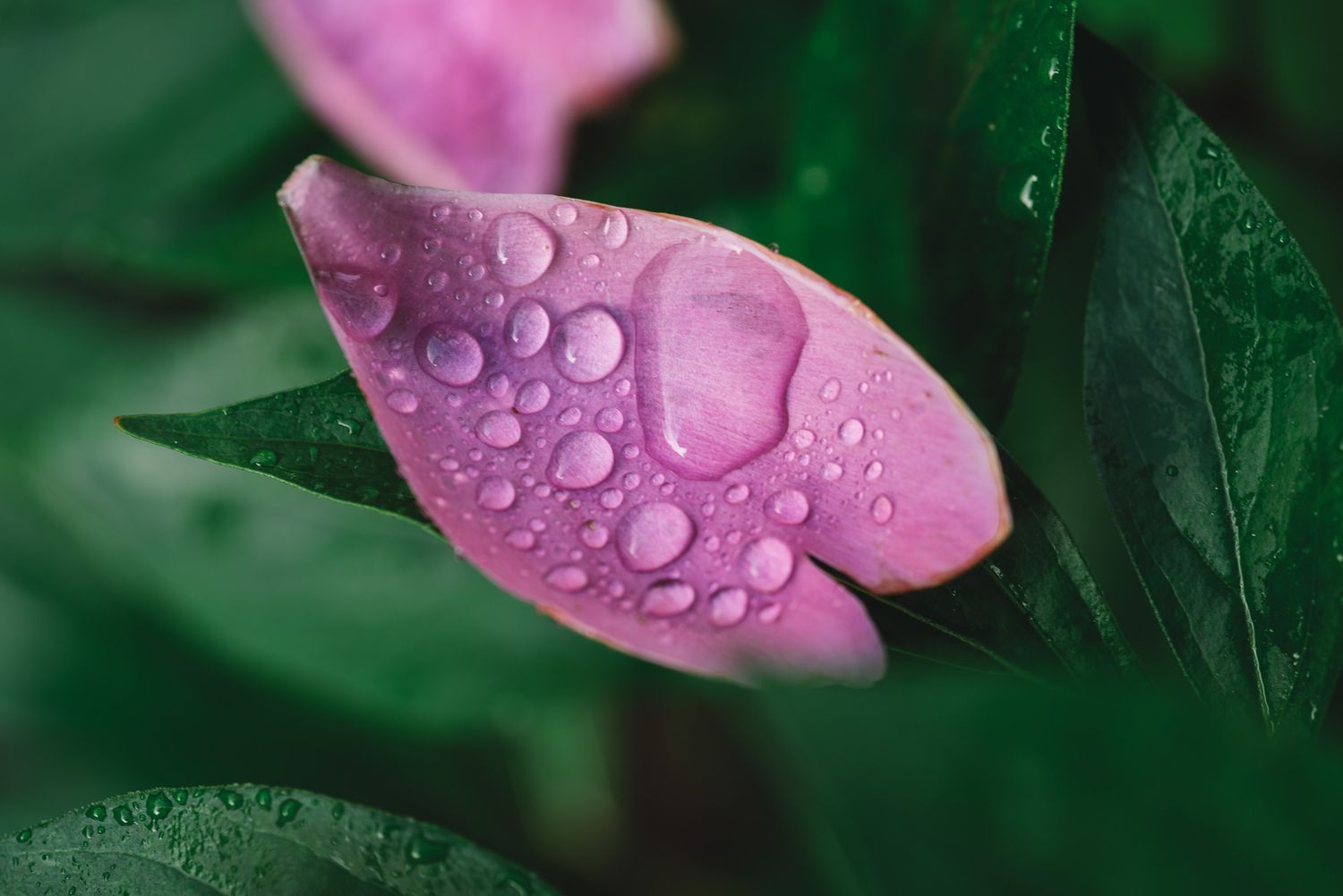 Close-up of pink tropical flower with raindrops on the petals — macro nature detail.