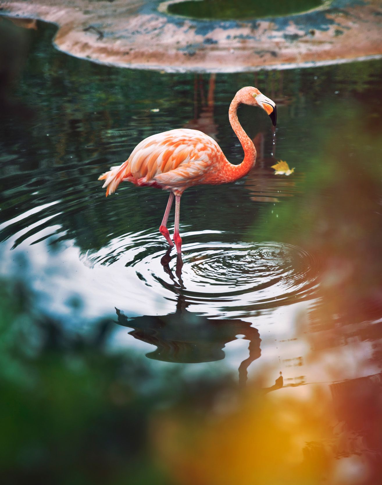 Pink flamingo standing in colorful reflective water — graceful tropical bird scene.