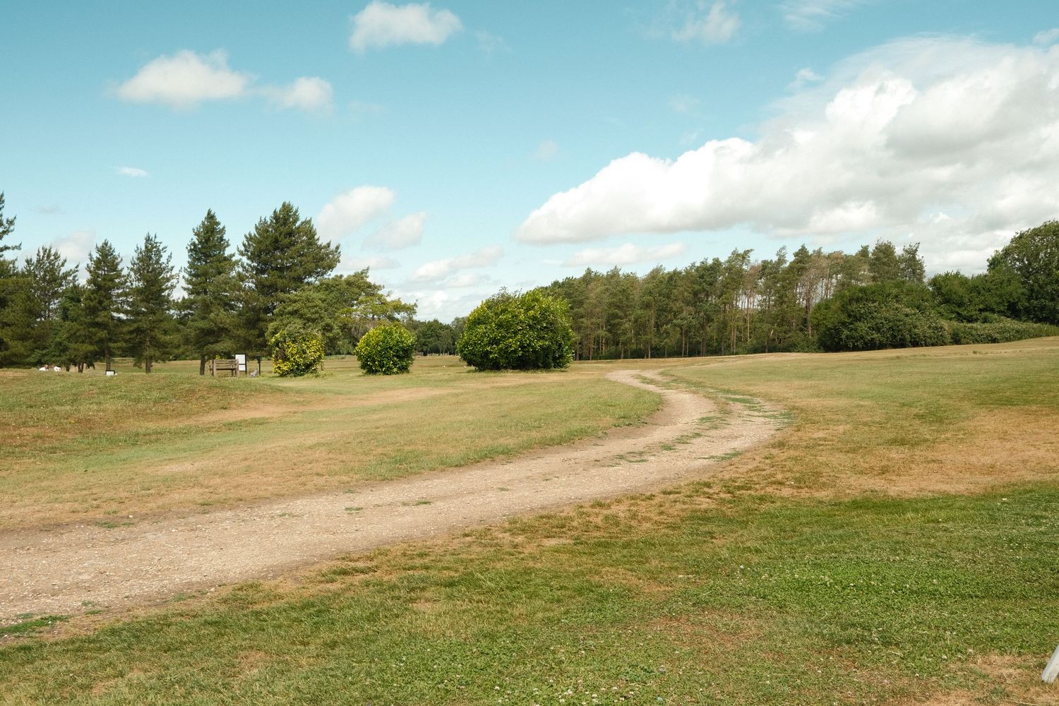 Panoramic view of a grassy hillside path with evergreen trees under blue sky and white clouds.