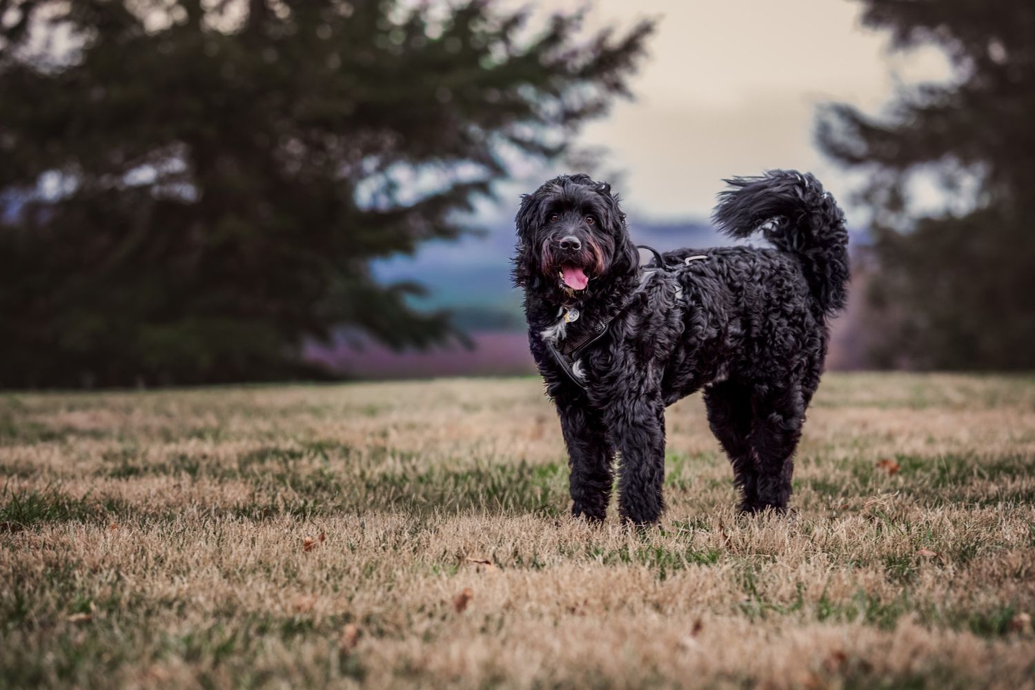 Bernedoodle dog stands in grass during pet session at Knoxville Botanical Gardens in TN