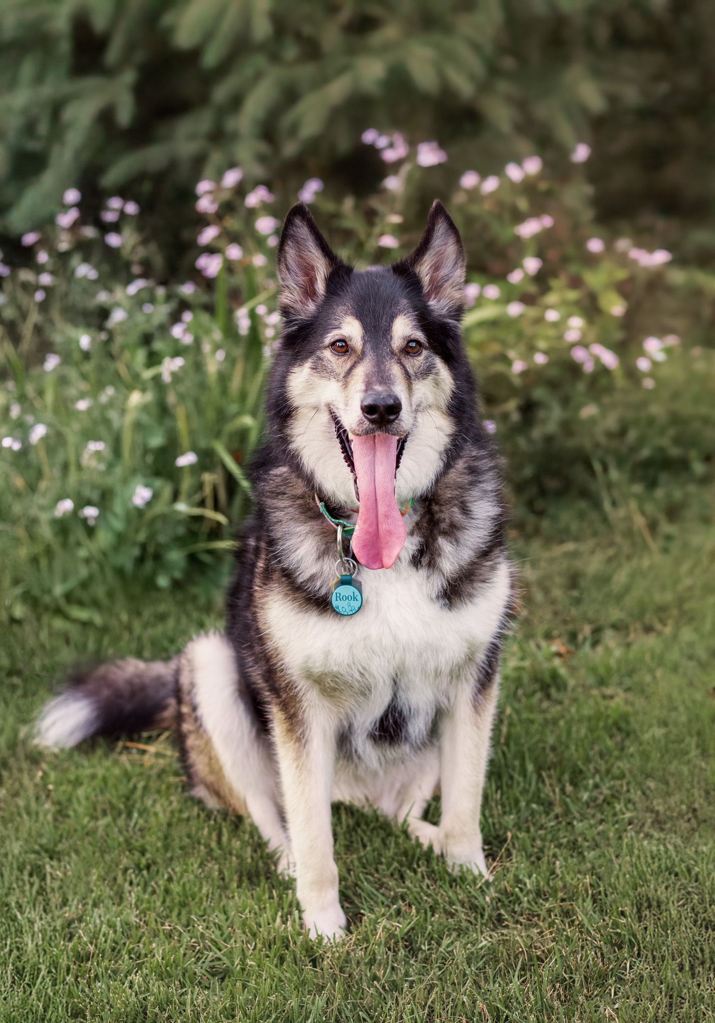 Husky dog sits in grass at UT Gardens for photograph as part of The Other Half Project pet session