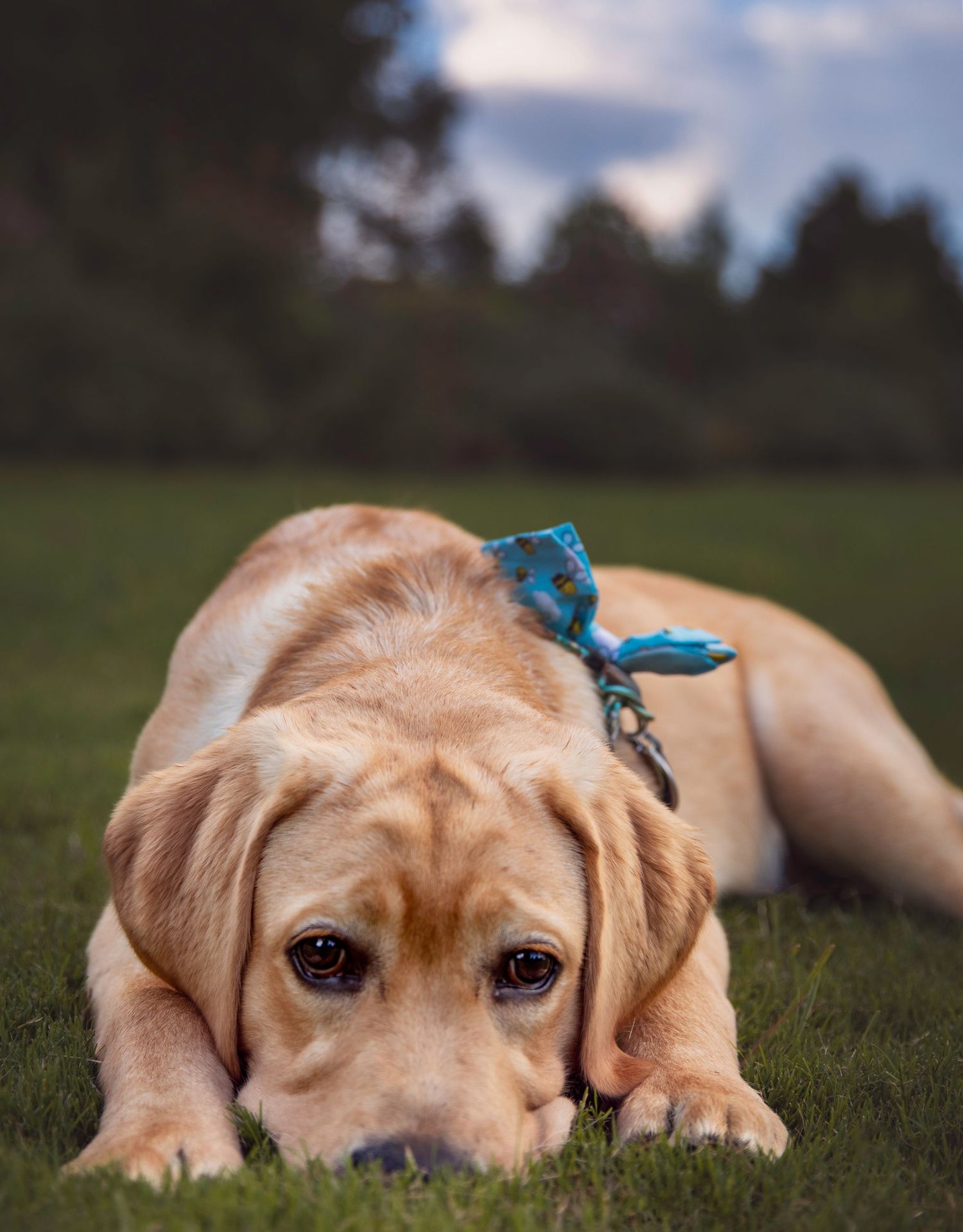 English lab dog lays in grass at UT Gardens in Knoxville TN during pet photography session