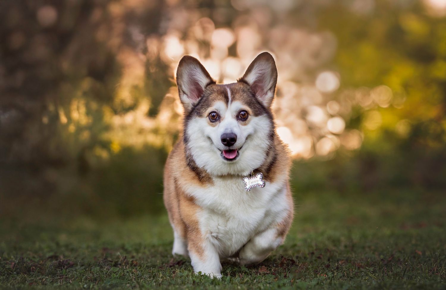 Happy Corgi running across yard in Maryville, TN during The Other Half Project pet session