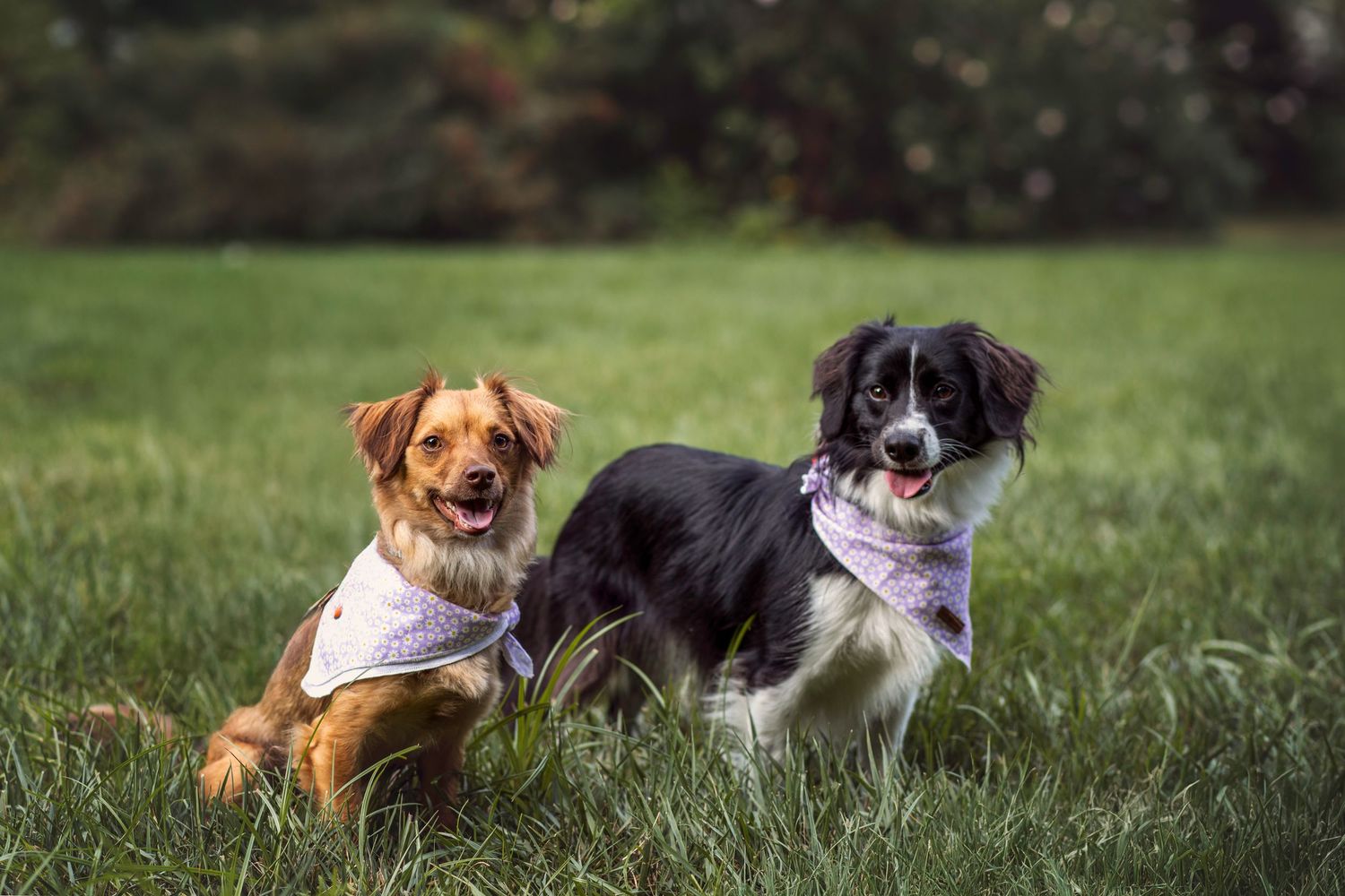 Two small dogs play in grass at UT Gardens during pet photography session in Knoxville, TN