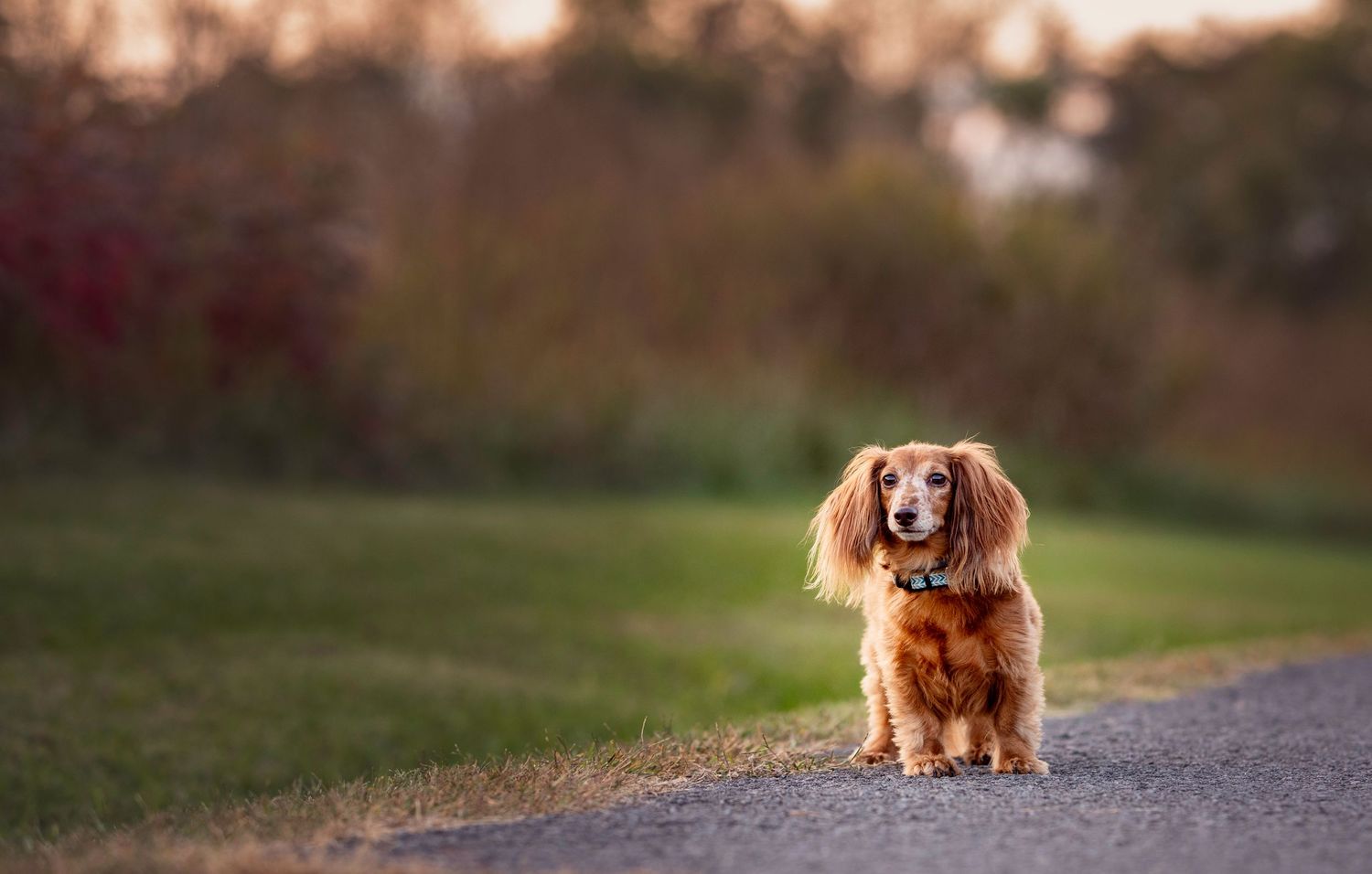 Miniature Dachshund walks down paved path at sunset during pet photo session at park in Knoxville, TN