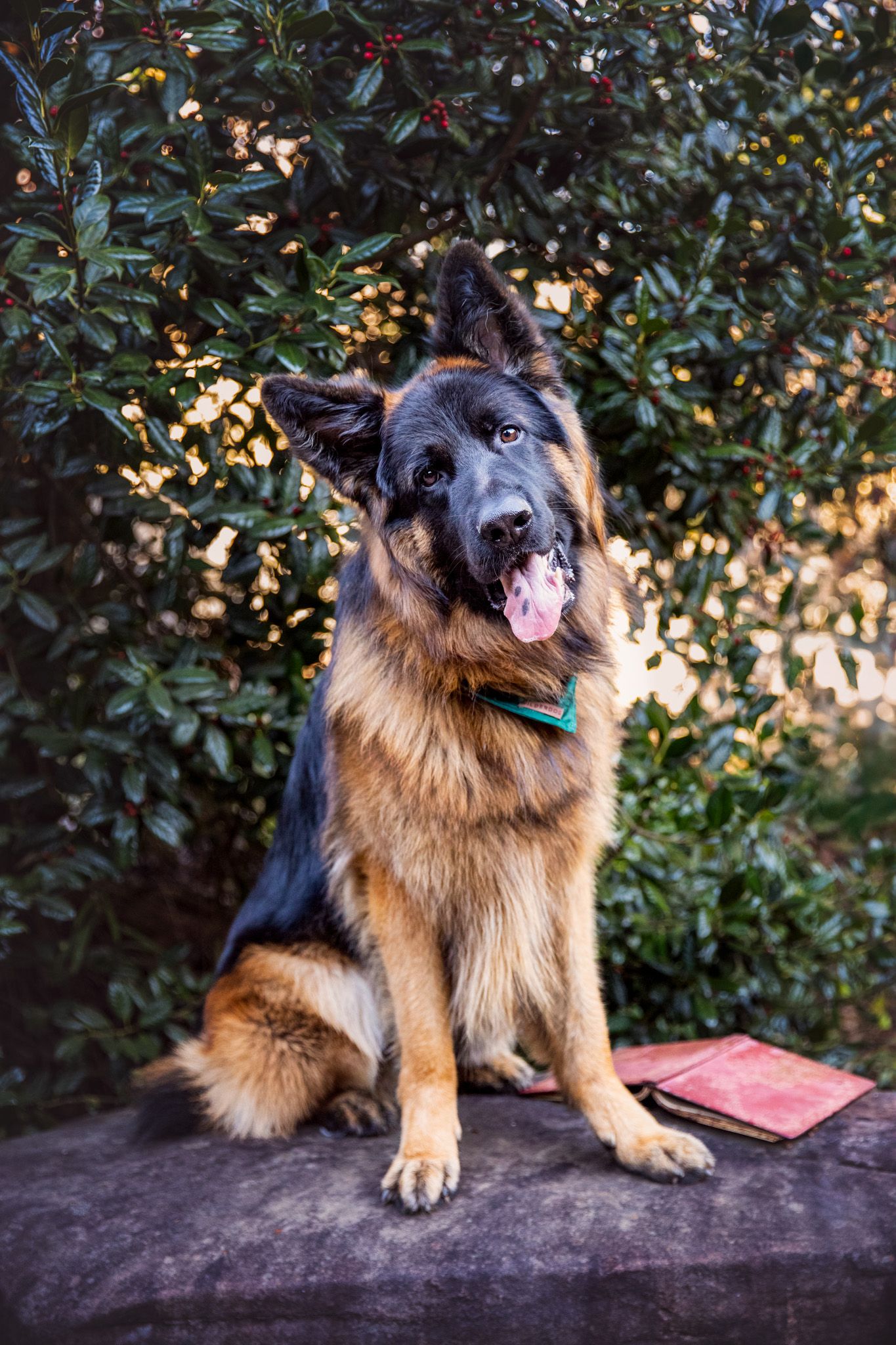 German Shepard sits on large rock with adorable head tilt at Knoxville Botanical Gardens in TN for pet photography session