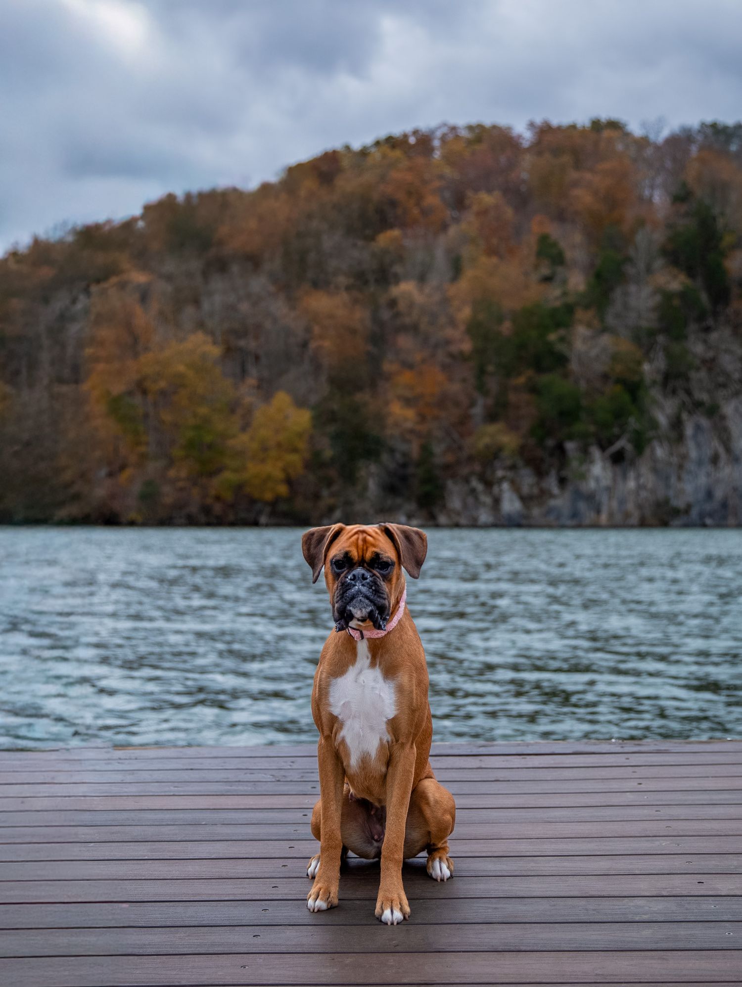 Boxer dog sits on dock by lake with fall trees in background during pet photography session at Melton Hill Park in Knoxville, TN