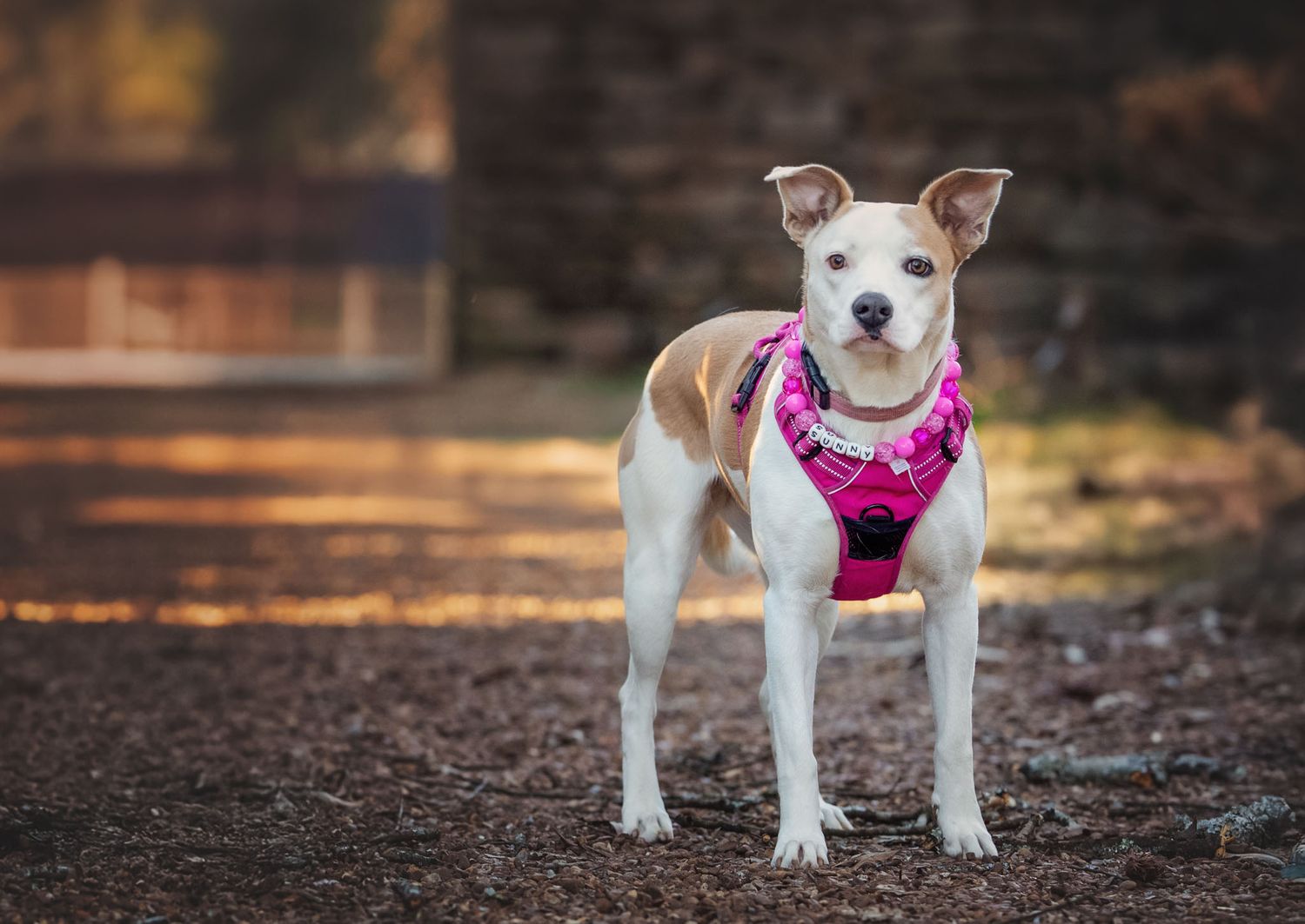 Small terrier with pink harness stands, looking at camera, at Knoxville Botanical Gardens in Knoxville TN