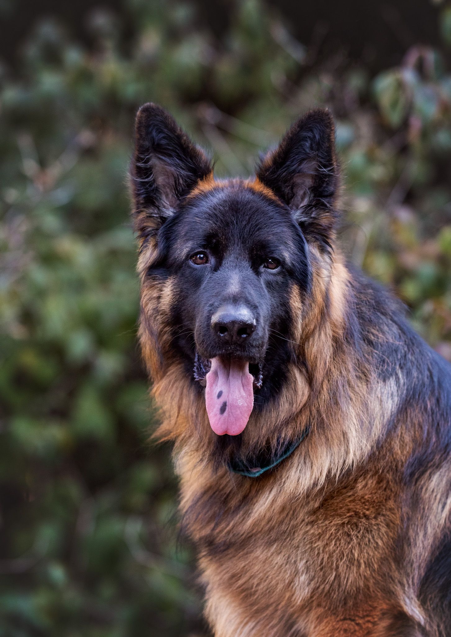Close up image of German Shepard at Knoxville Botanical Gardens during pet photography session